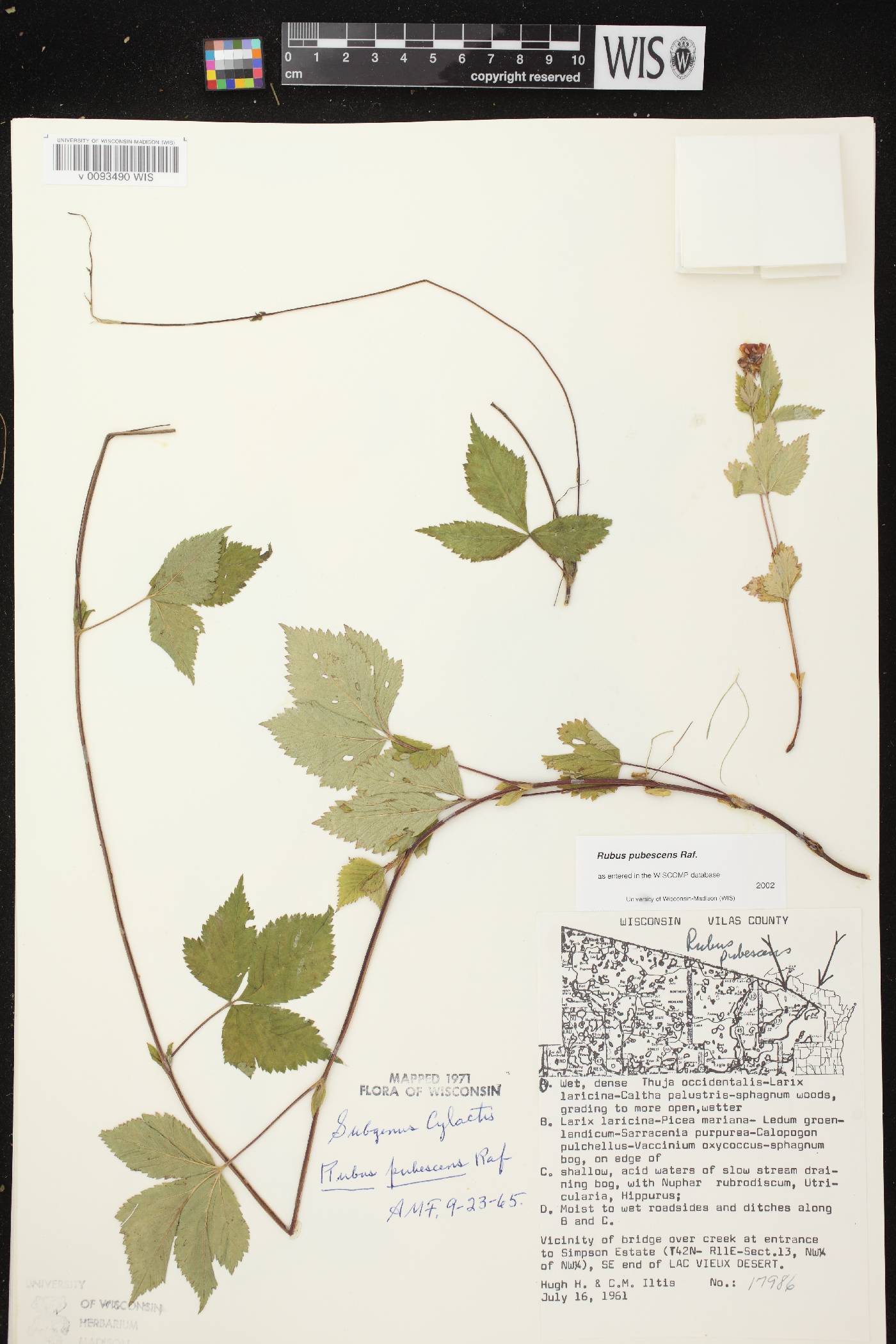 Rubus pubescens image