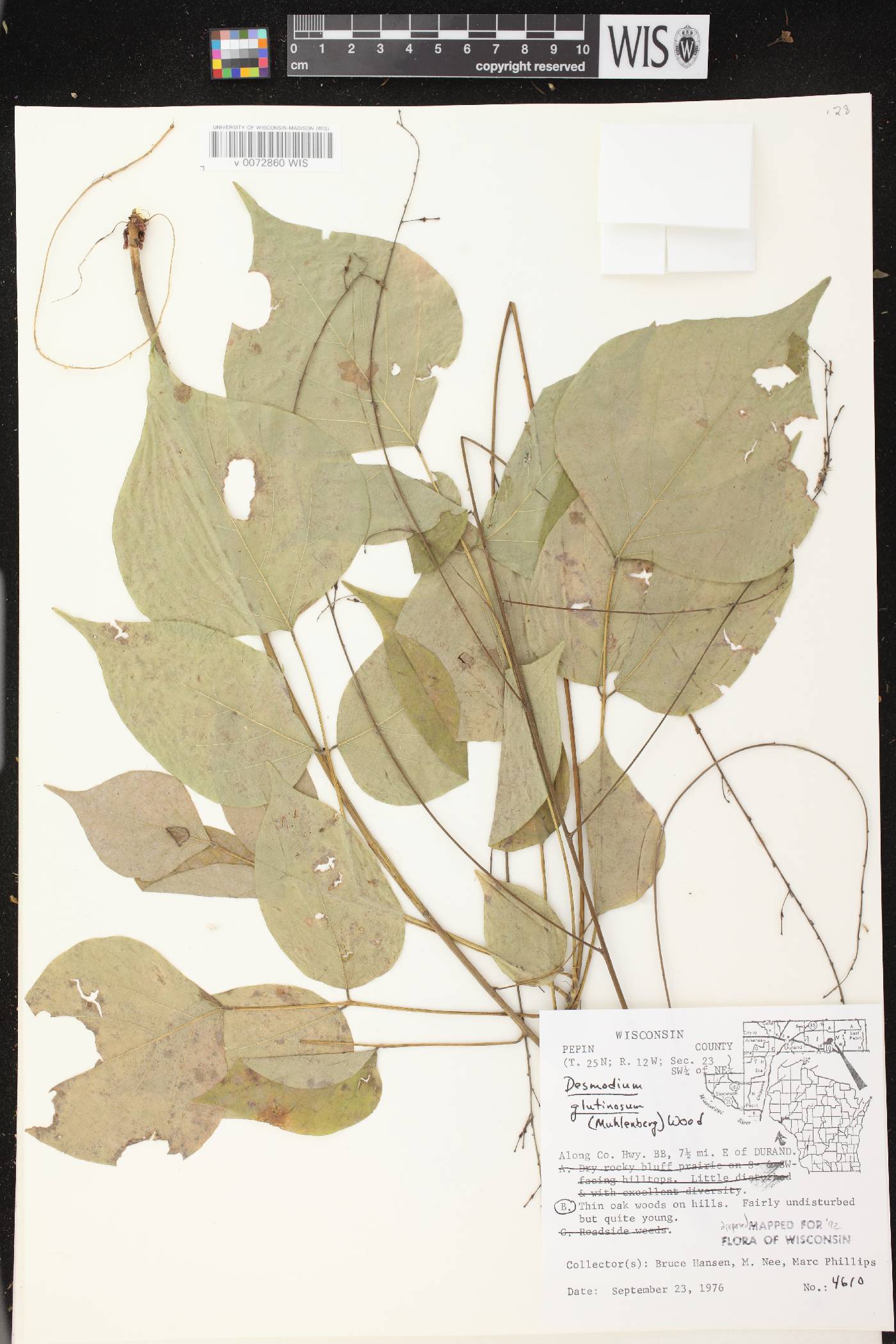 Hylodesmum glutinosum image