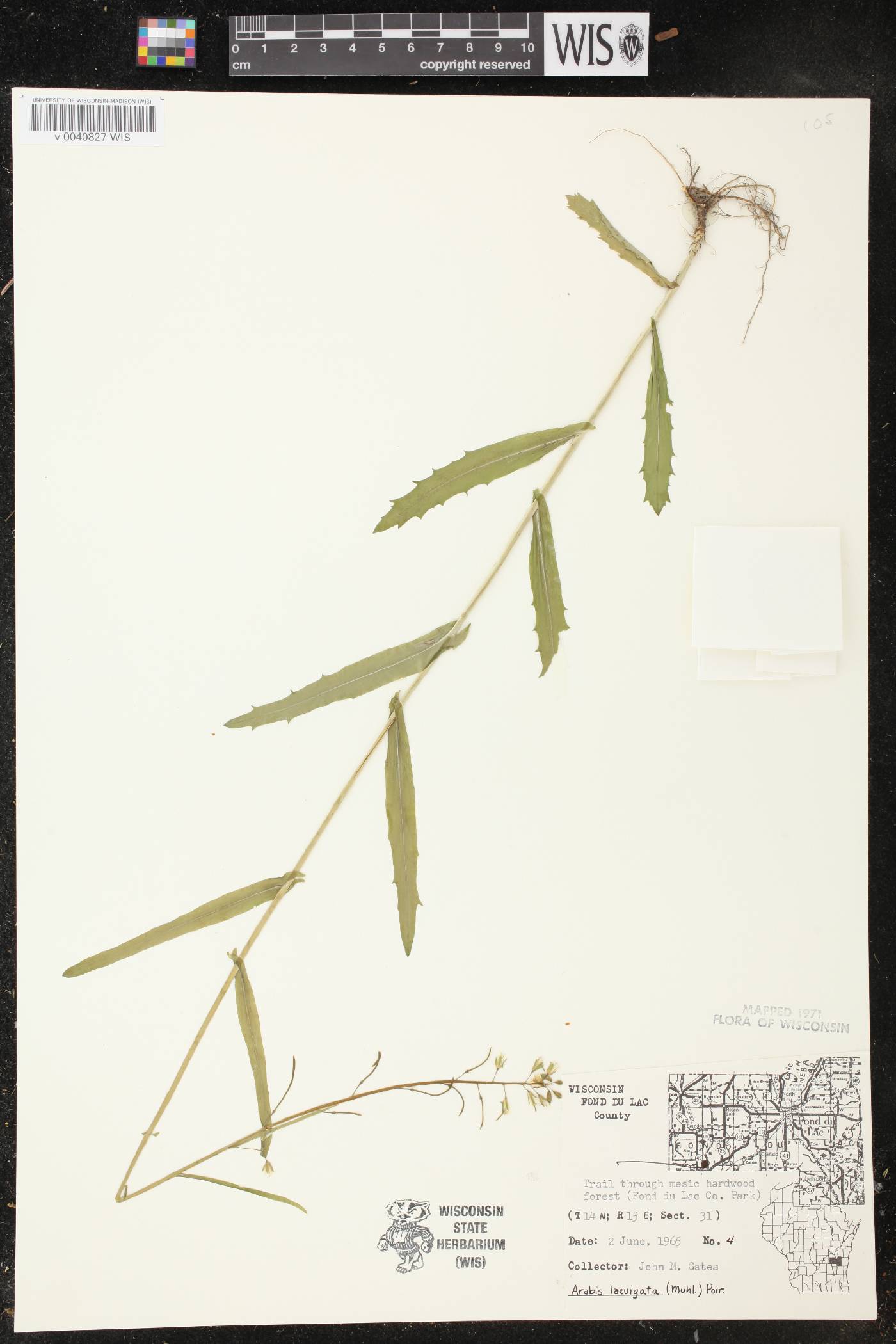 Boechera laevigata image