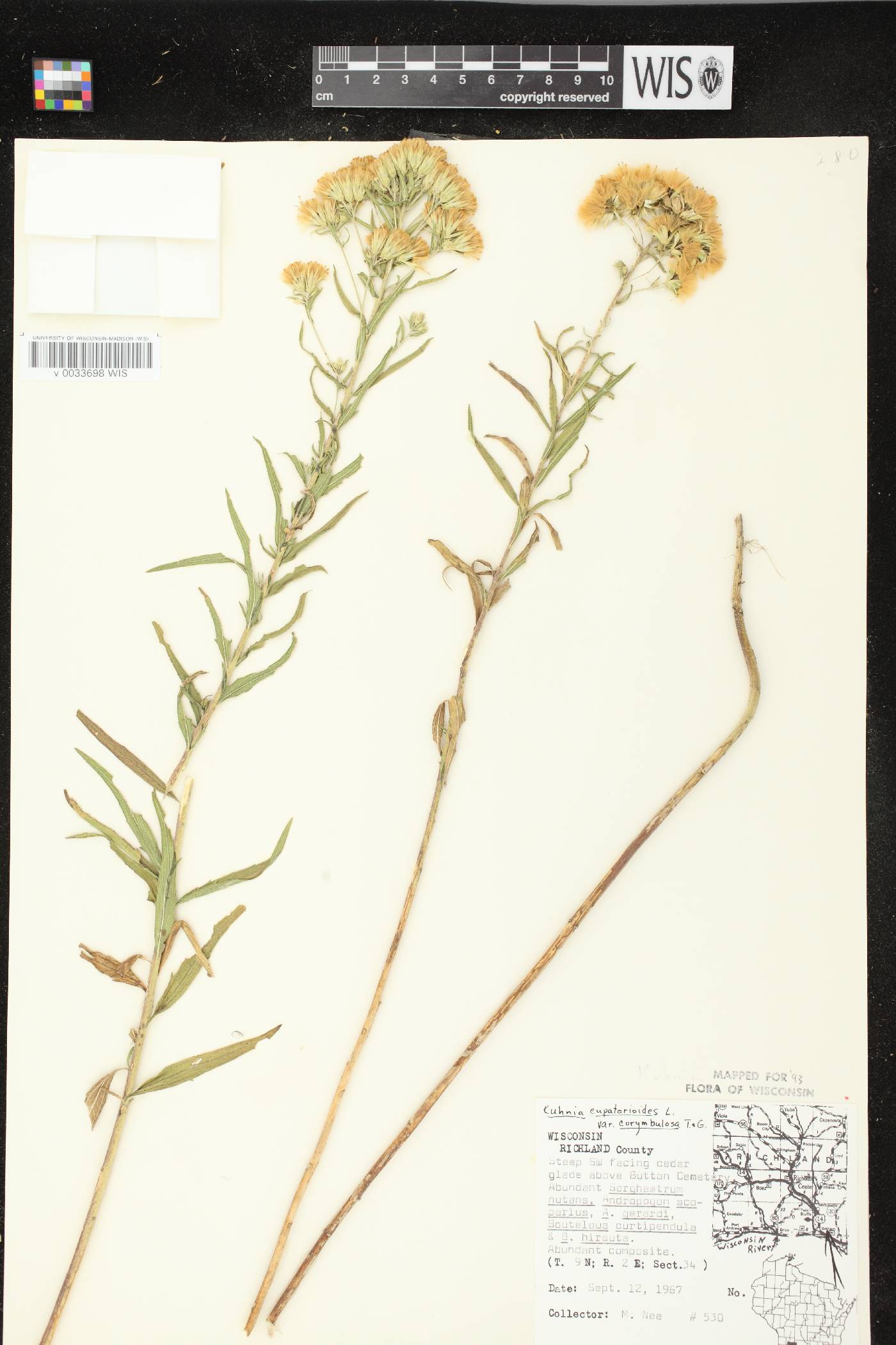 Brickellia eupatorioides image