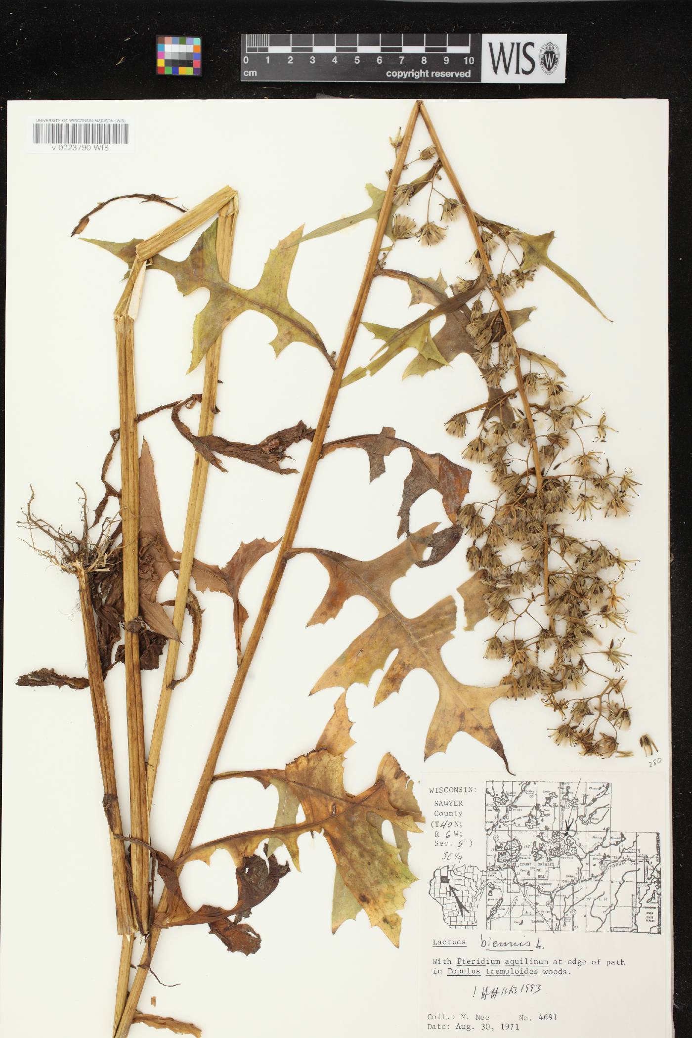 Lactuca biennis image