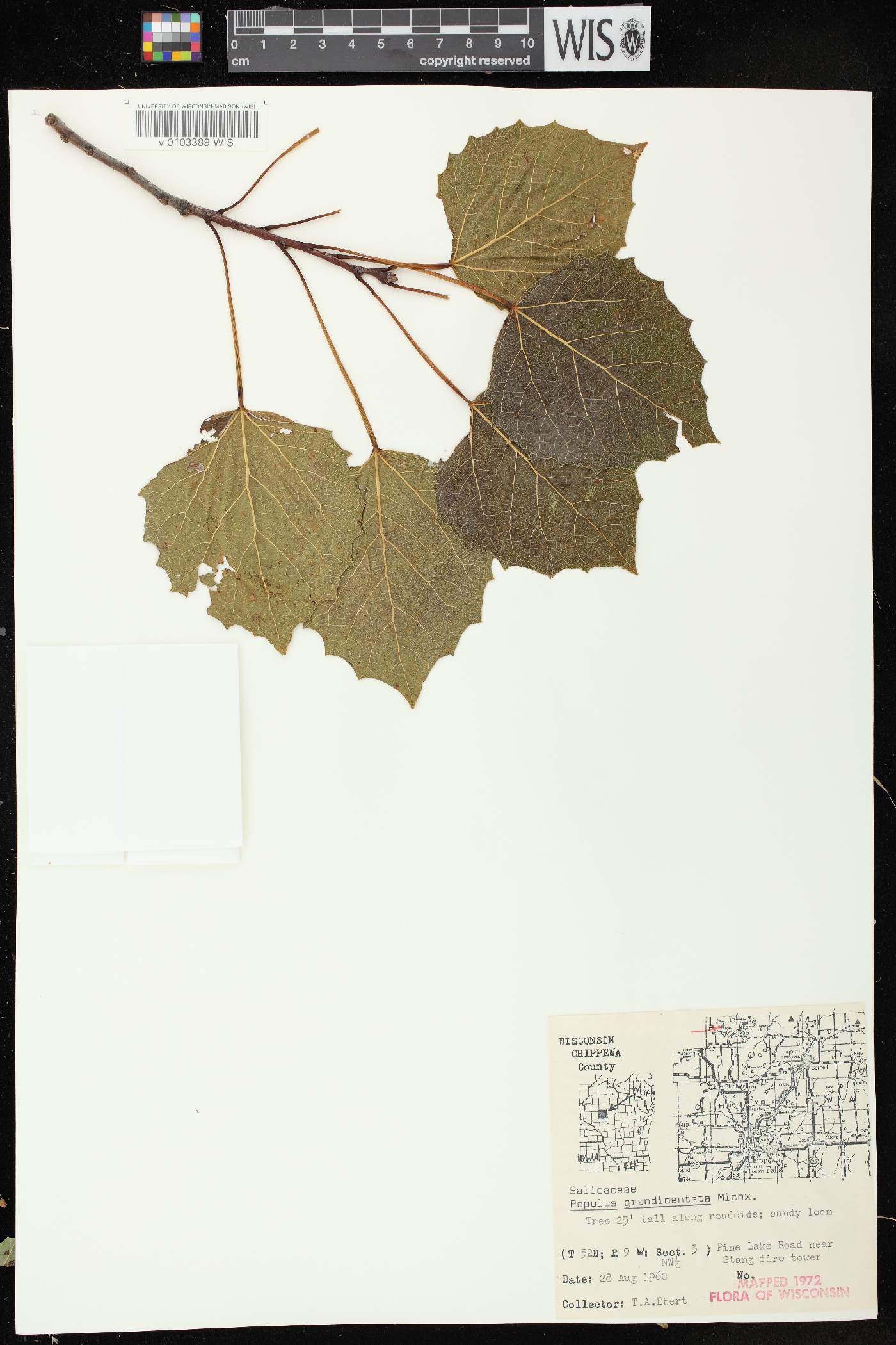 Populus grandidentata image
