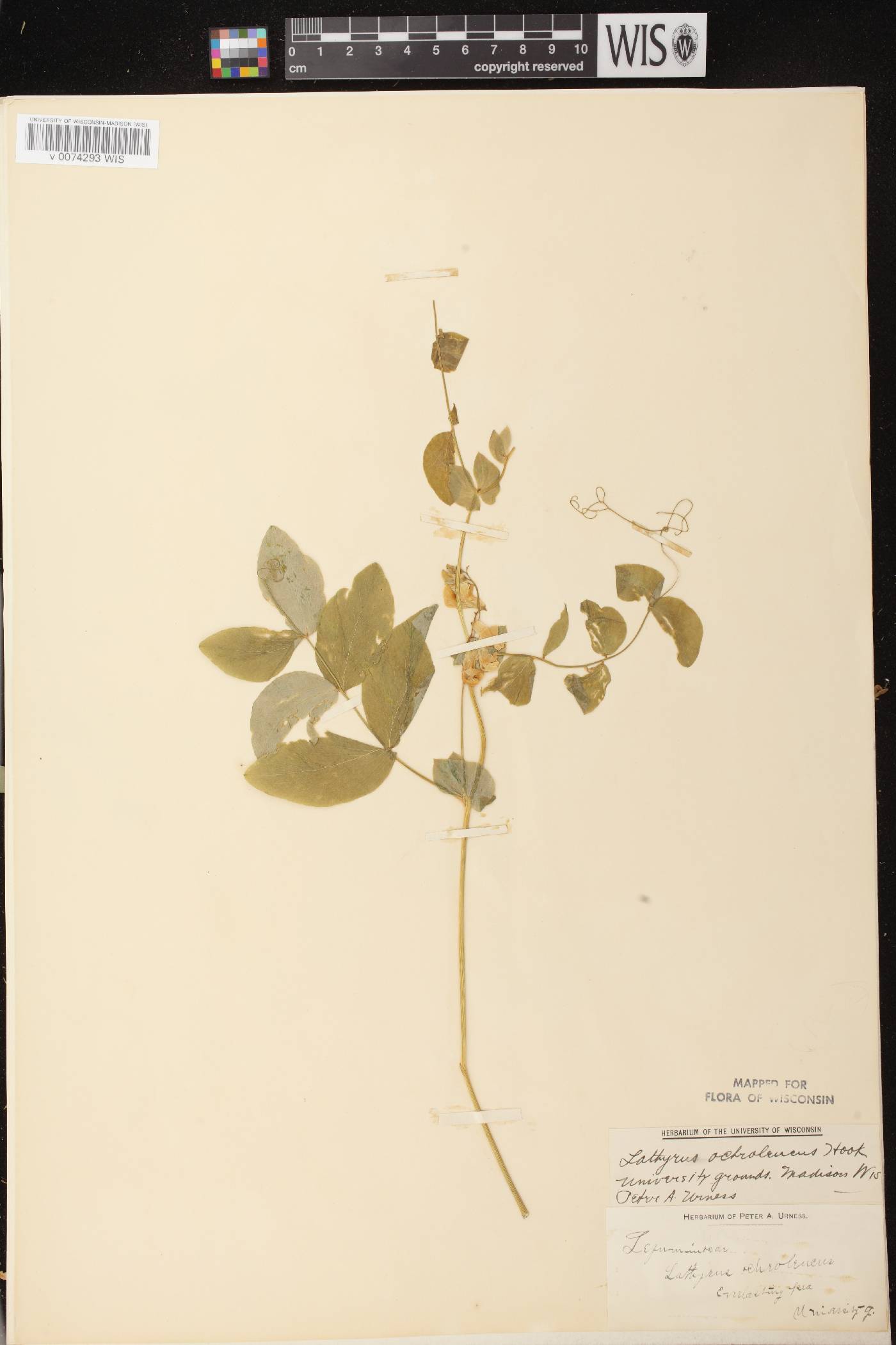 Lathyrus ochroleucus image