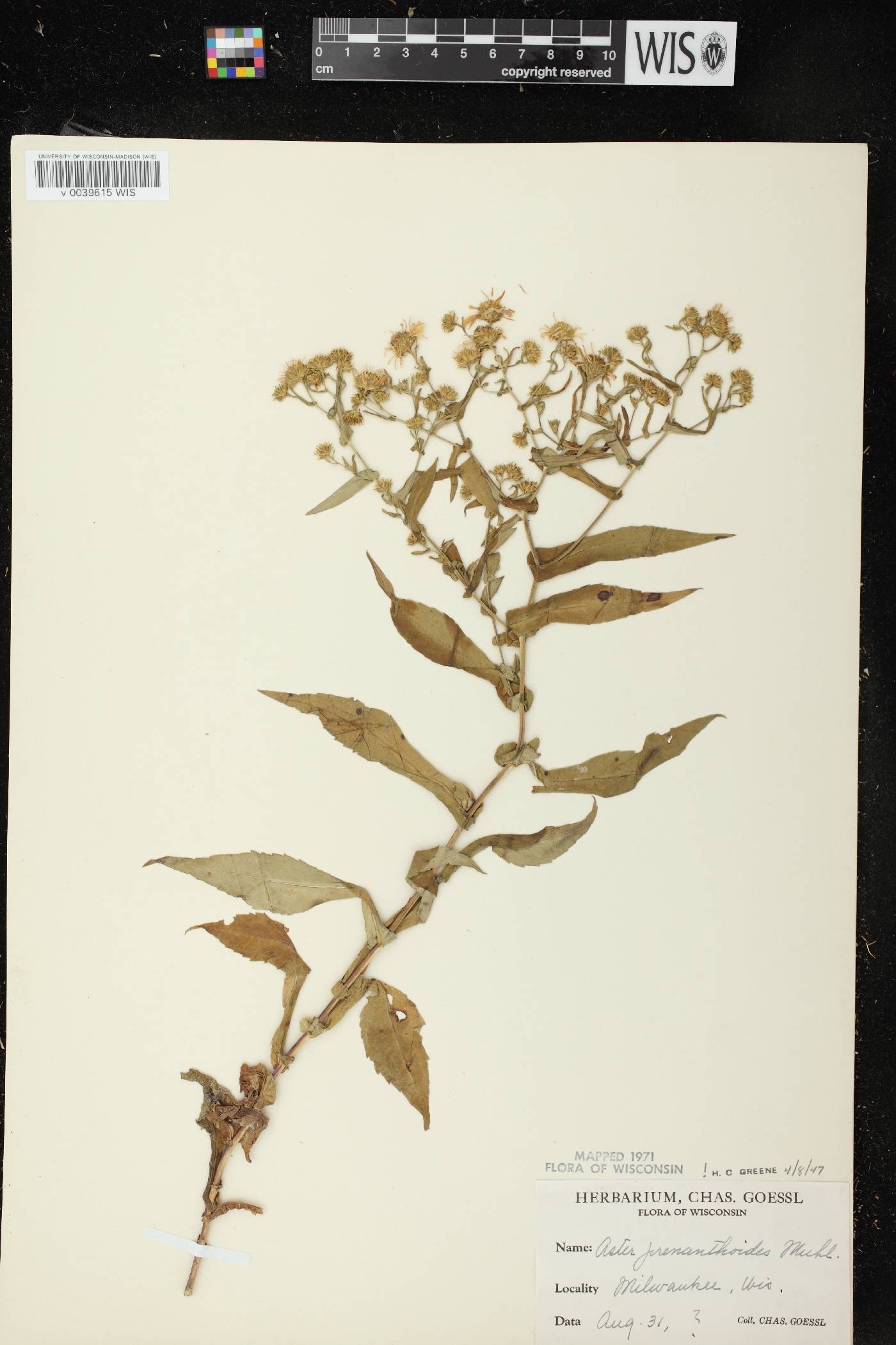 Symphyotrichum prenanthoides image
