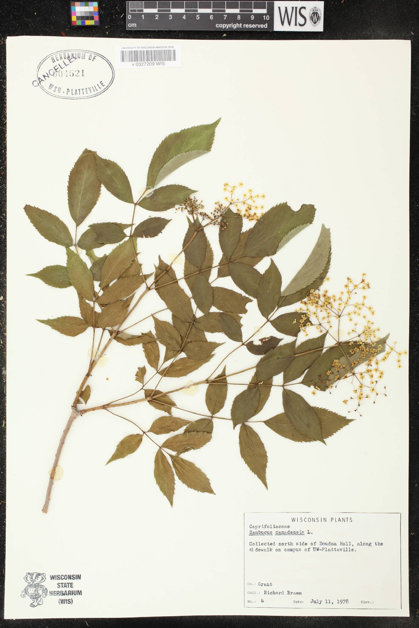 Sambucus canadensis image