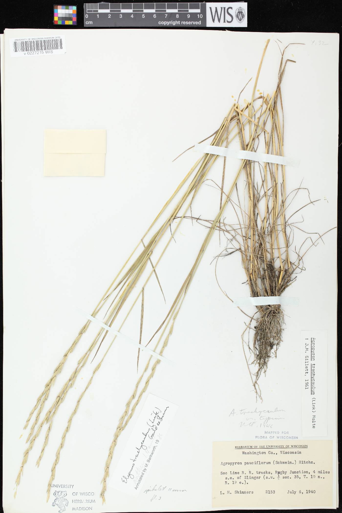 Elymus trachycaulus subsp. trachycaulus image