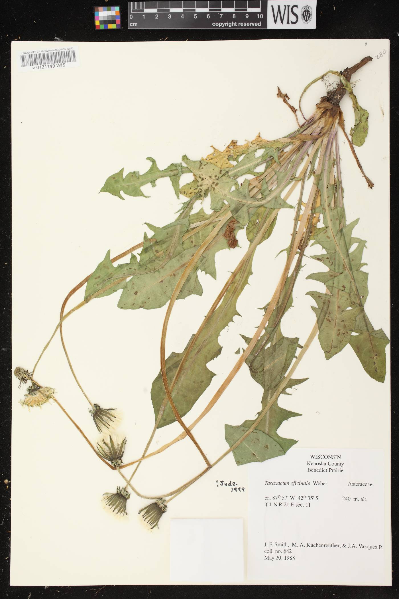 Taraxacum officinale image