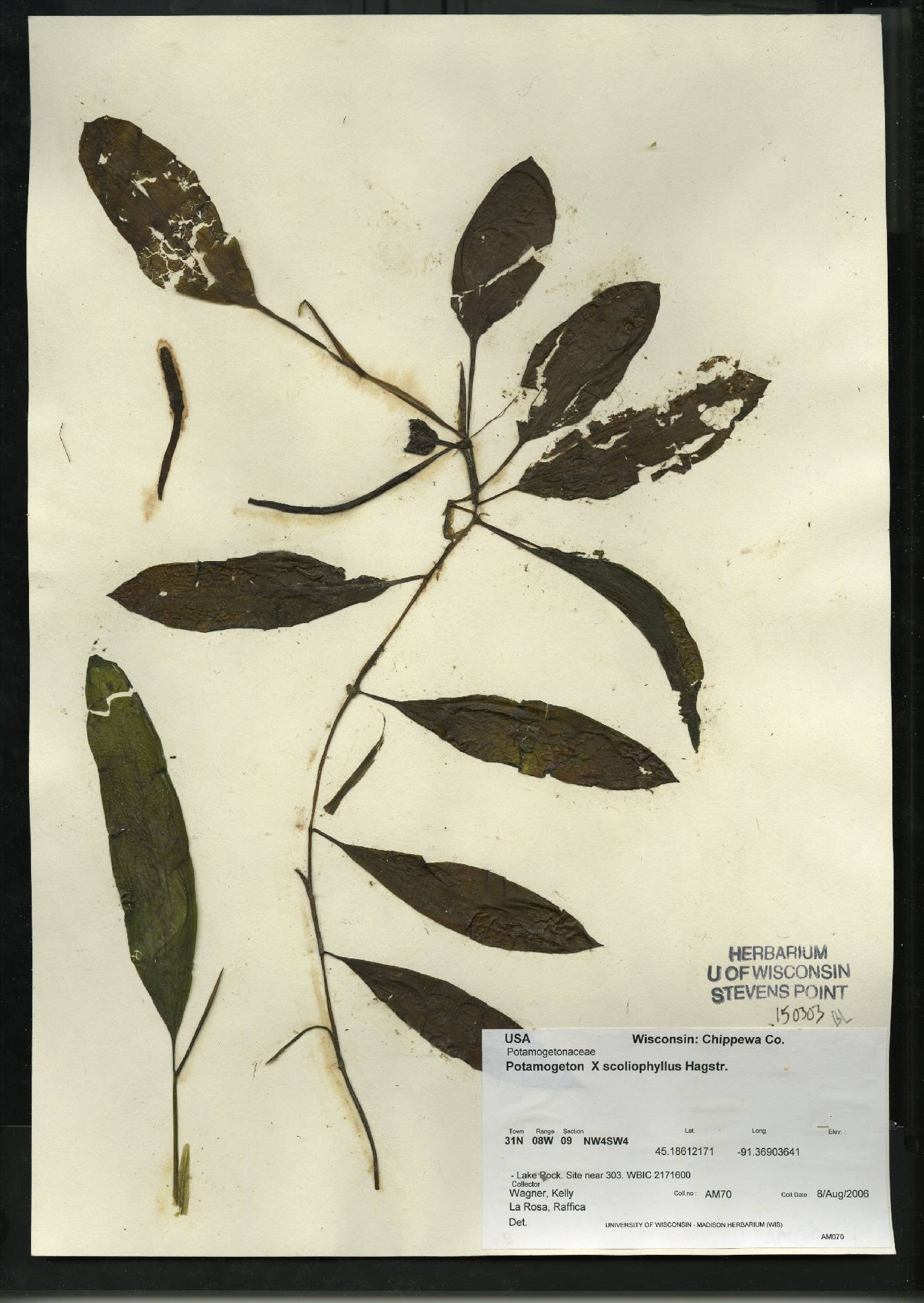 Potamogeton x scoliophyllus image