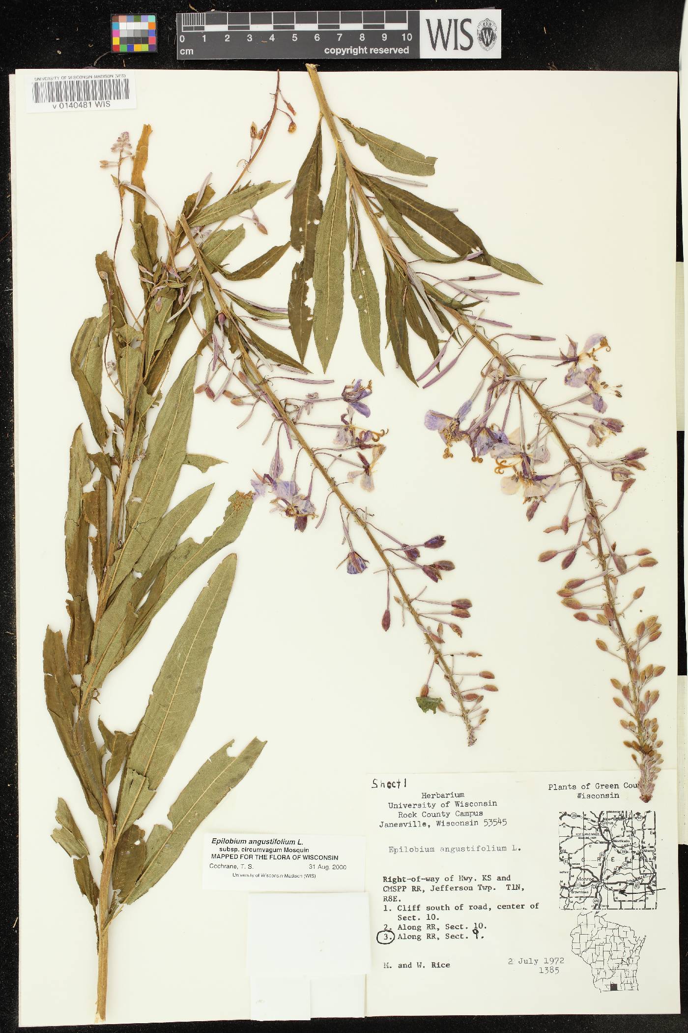 Chamerion angustifolium subsp. circumvagum image