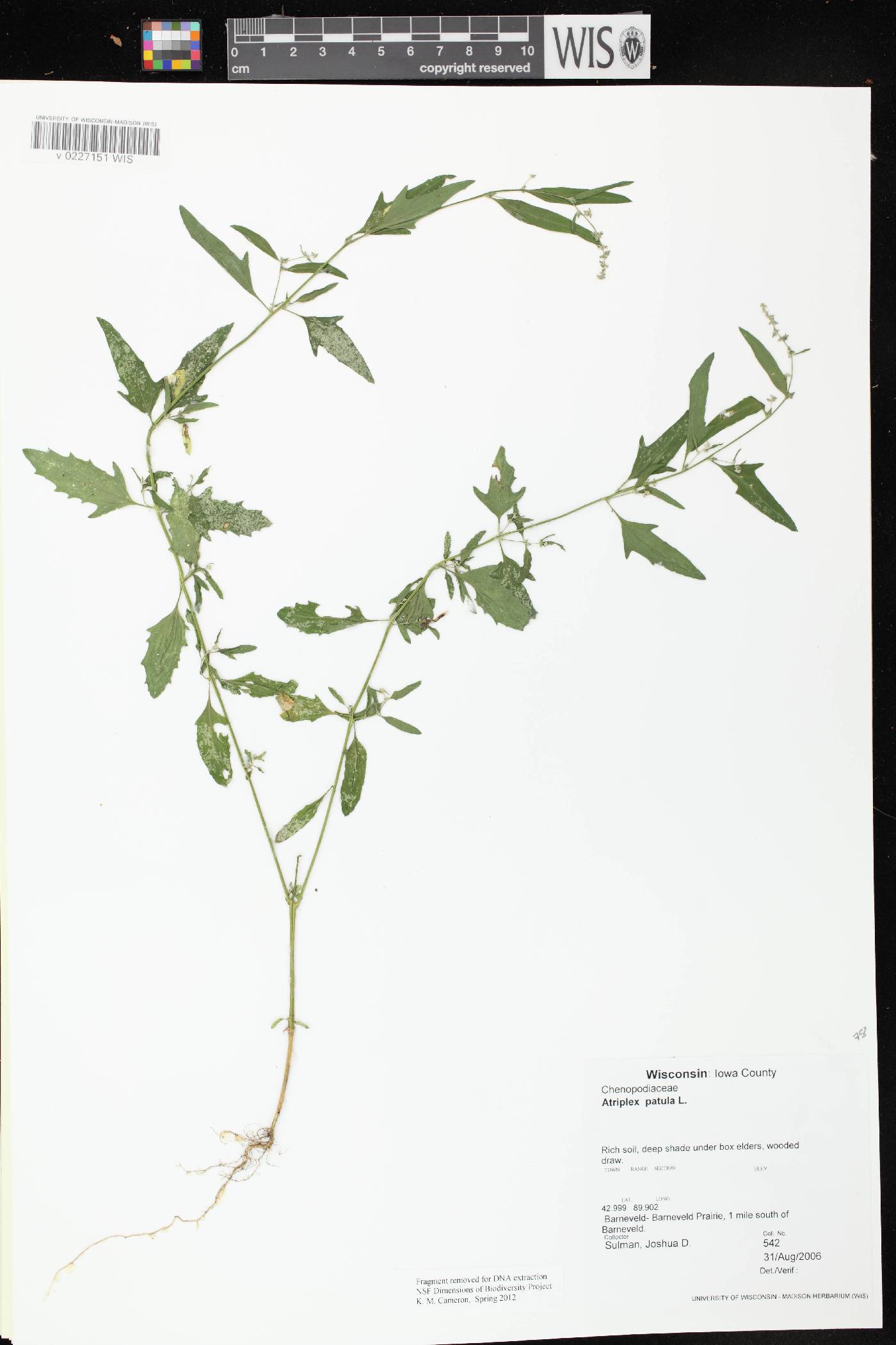 Atriplex patula image