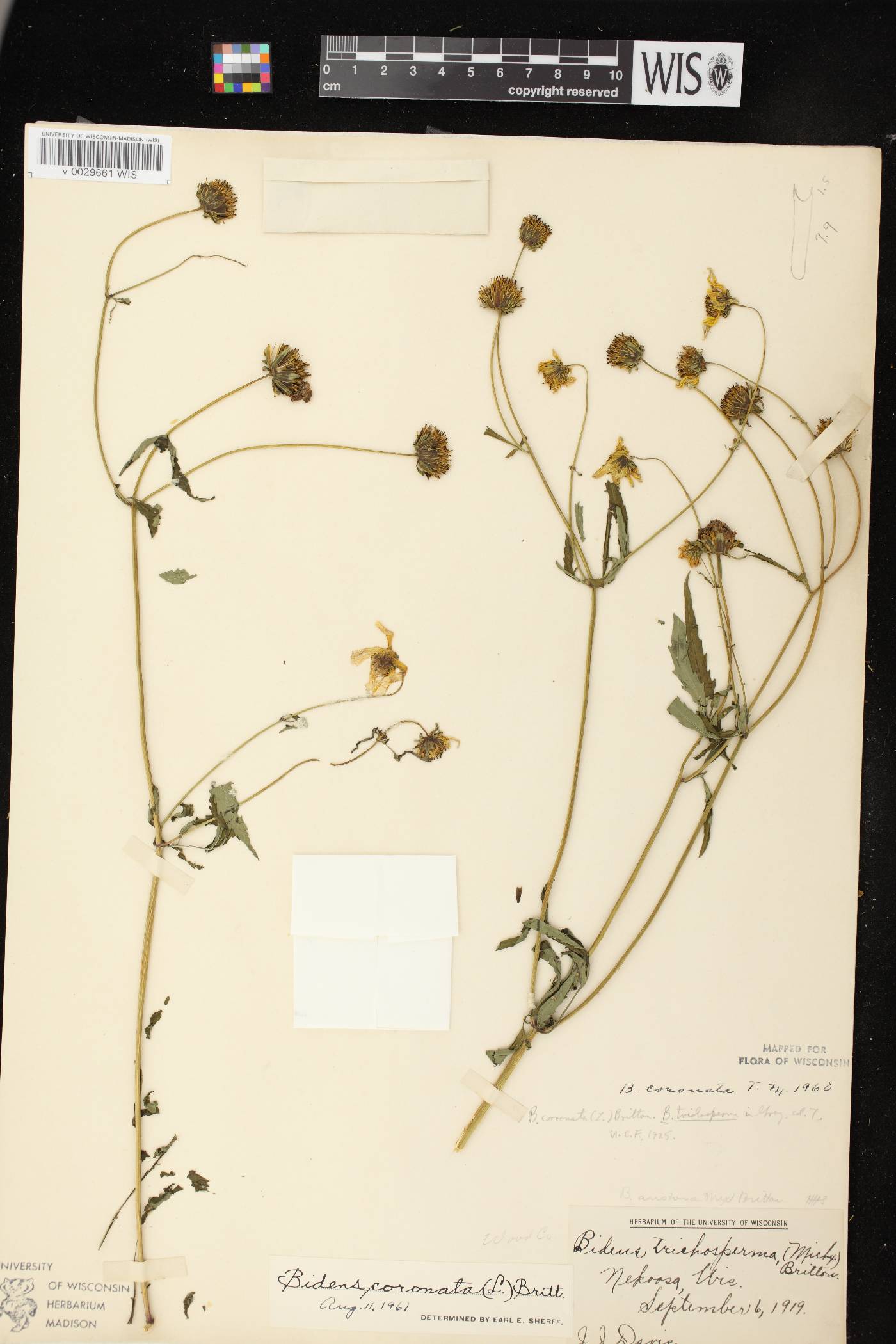 Bidens trichosperma image