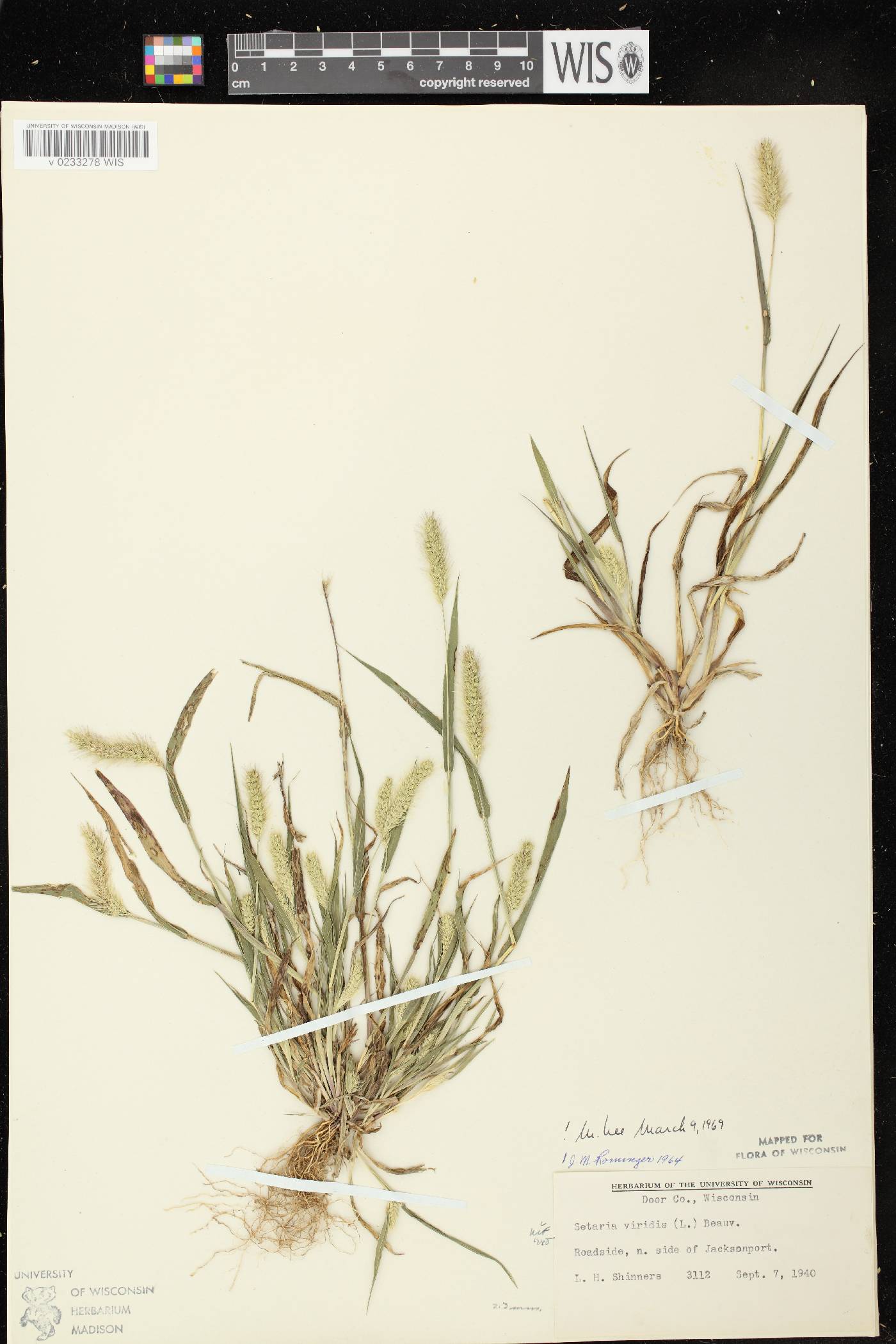 Setaria viridis var. viridis image