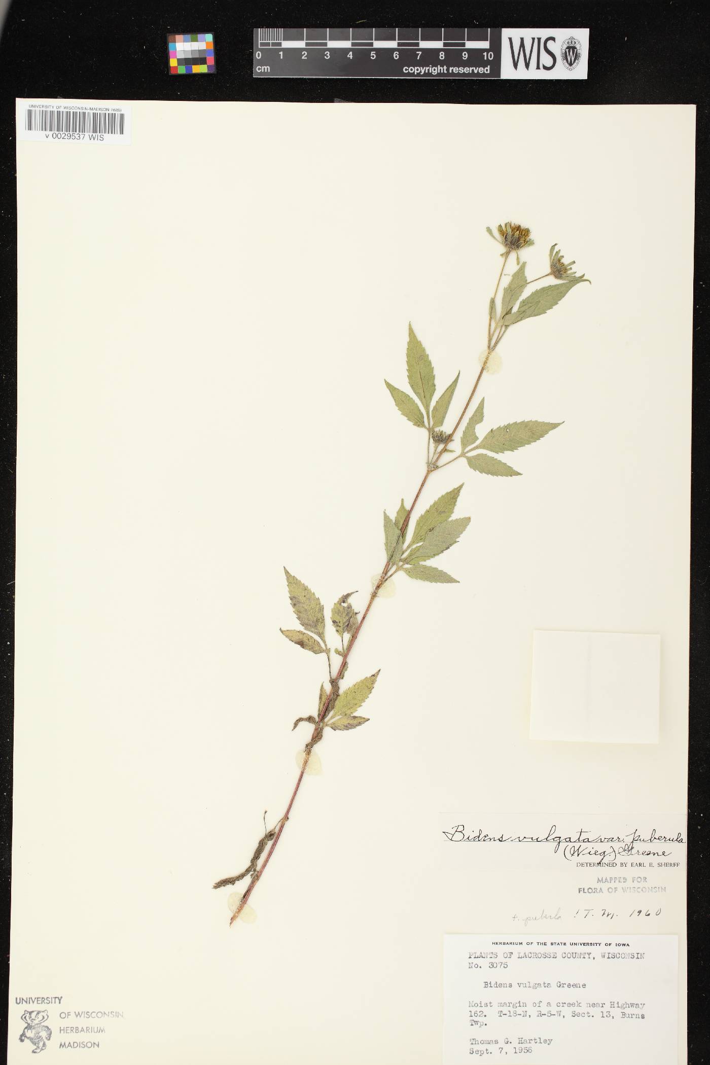 Bidens vulgata image