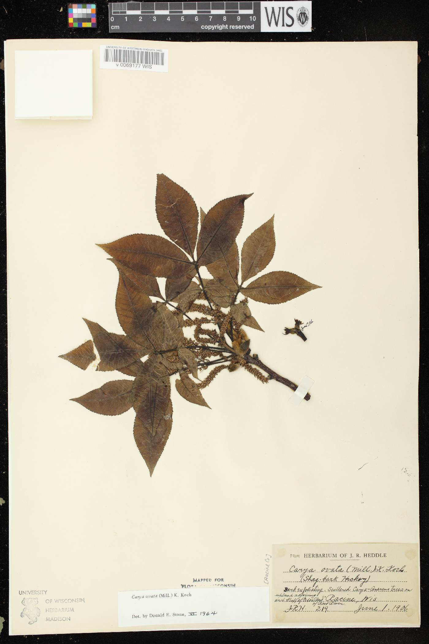Carya ovata image