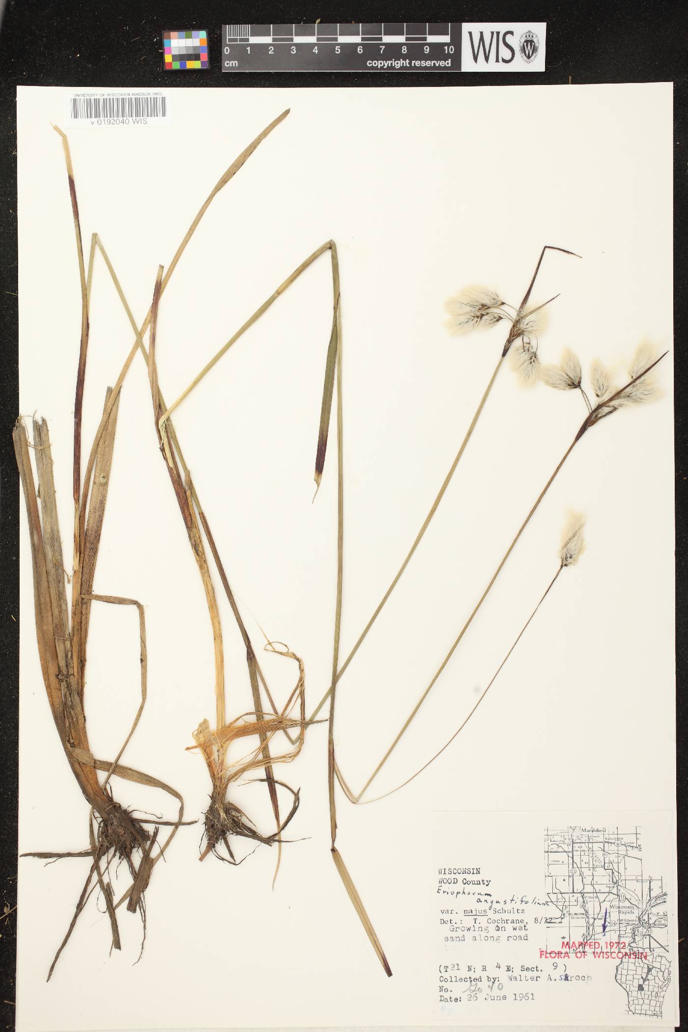 Eriophorum angustifolium subsp. angustifolium image