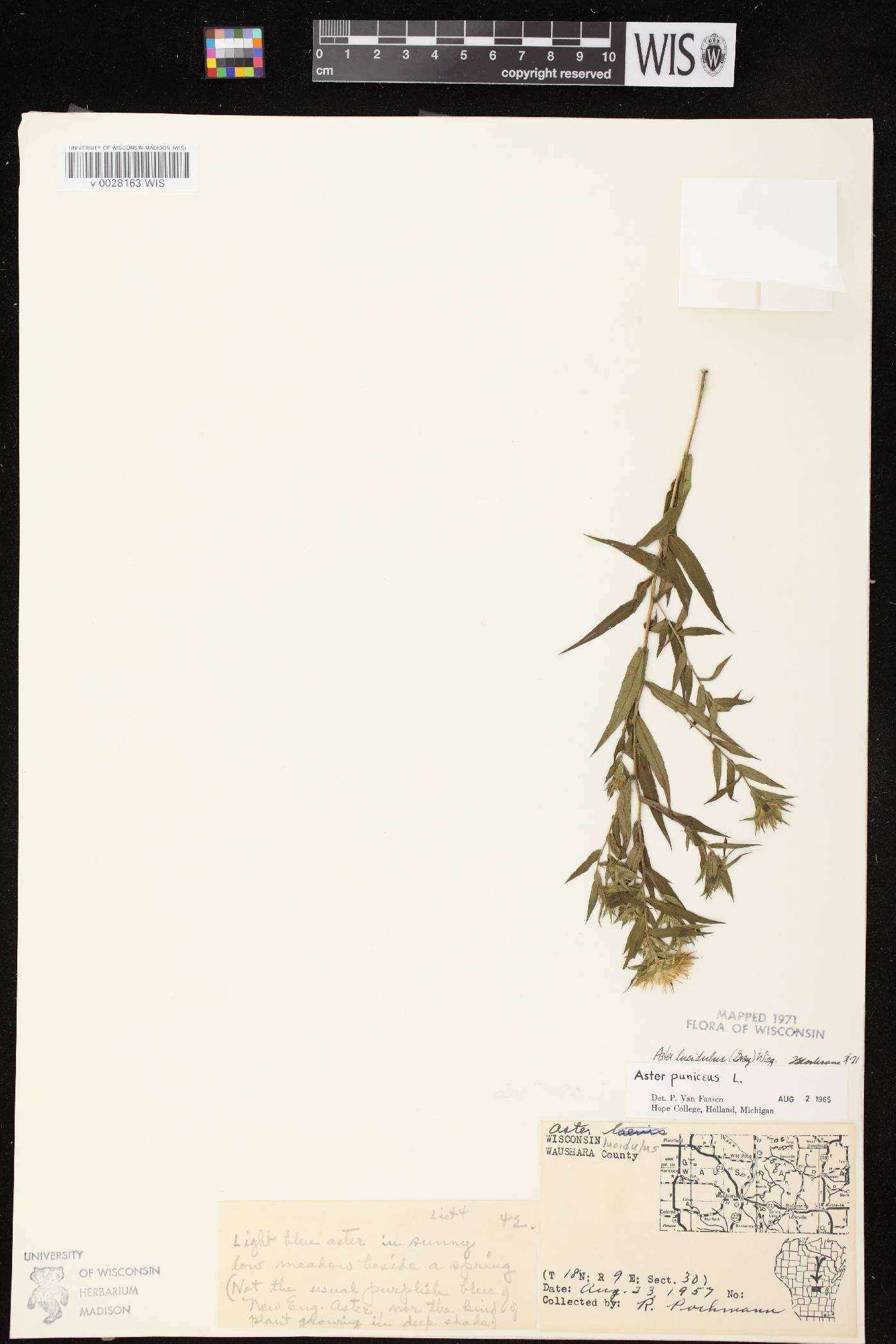 Symphyotrichum firmum image