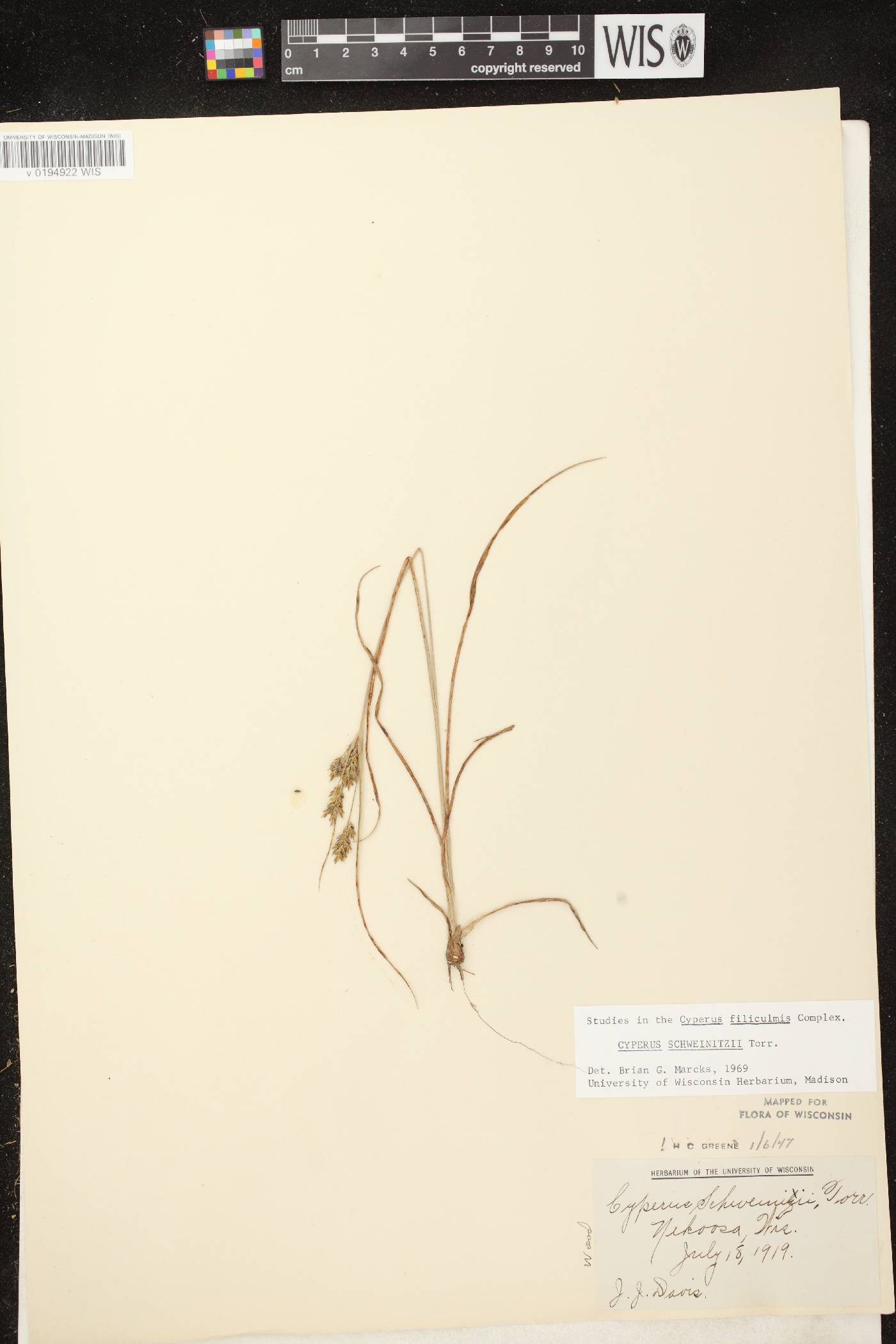 Cyperus schweinitzii image