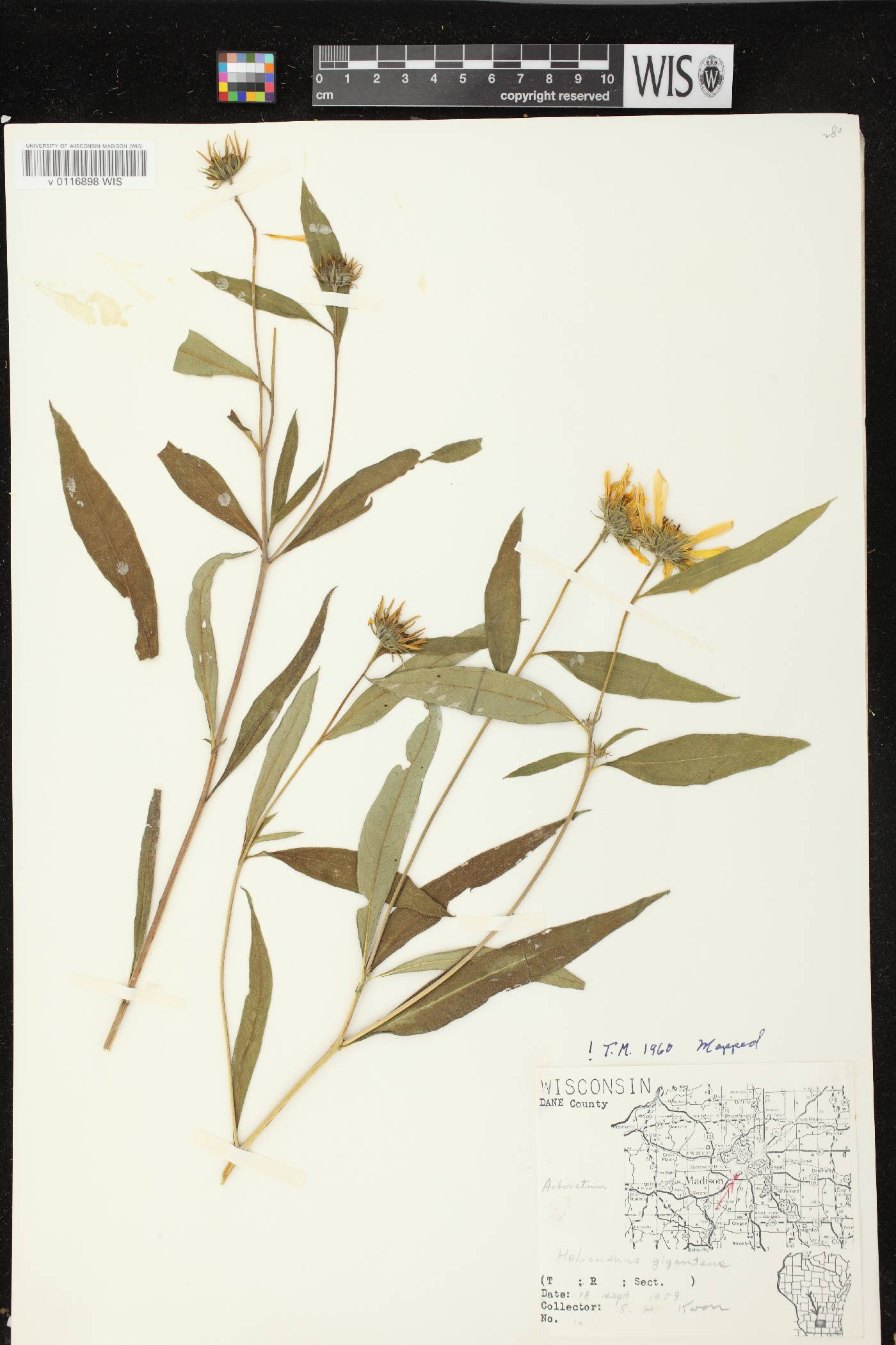 Helianthus giganteus image