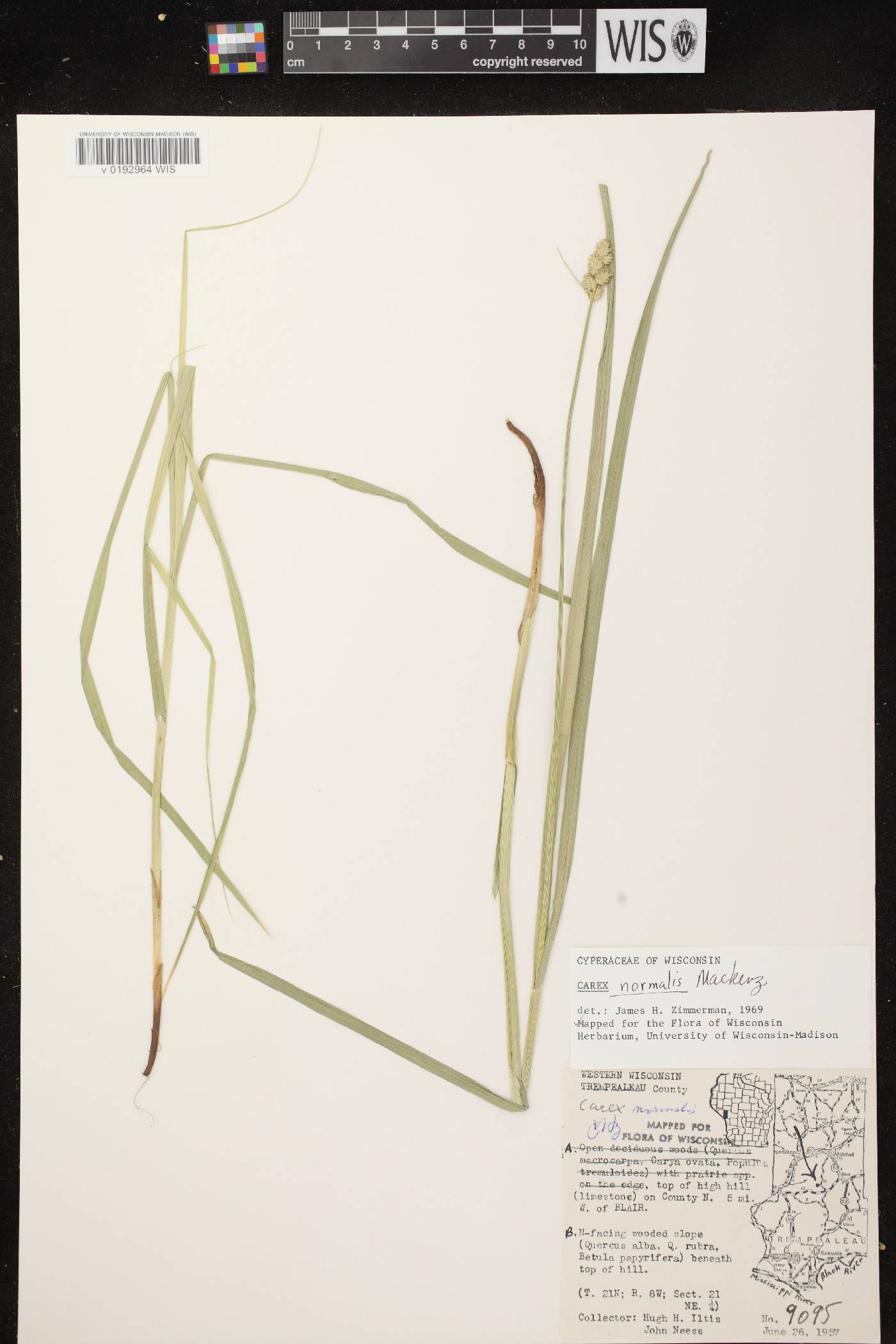 Carex normalis image
