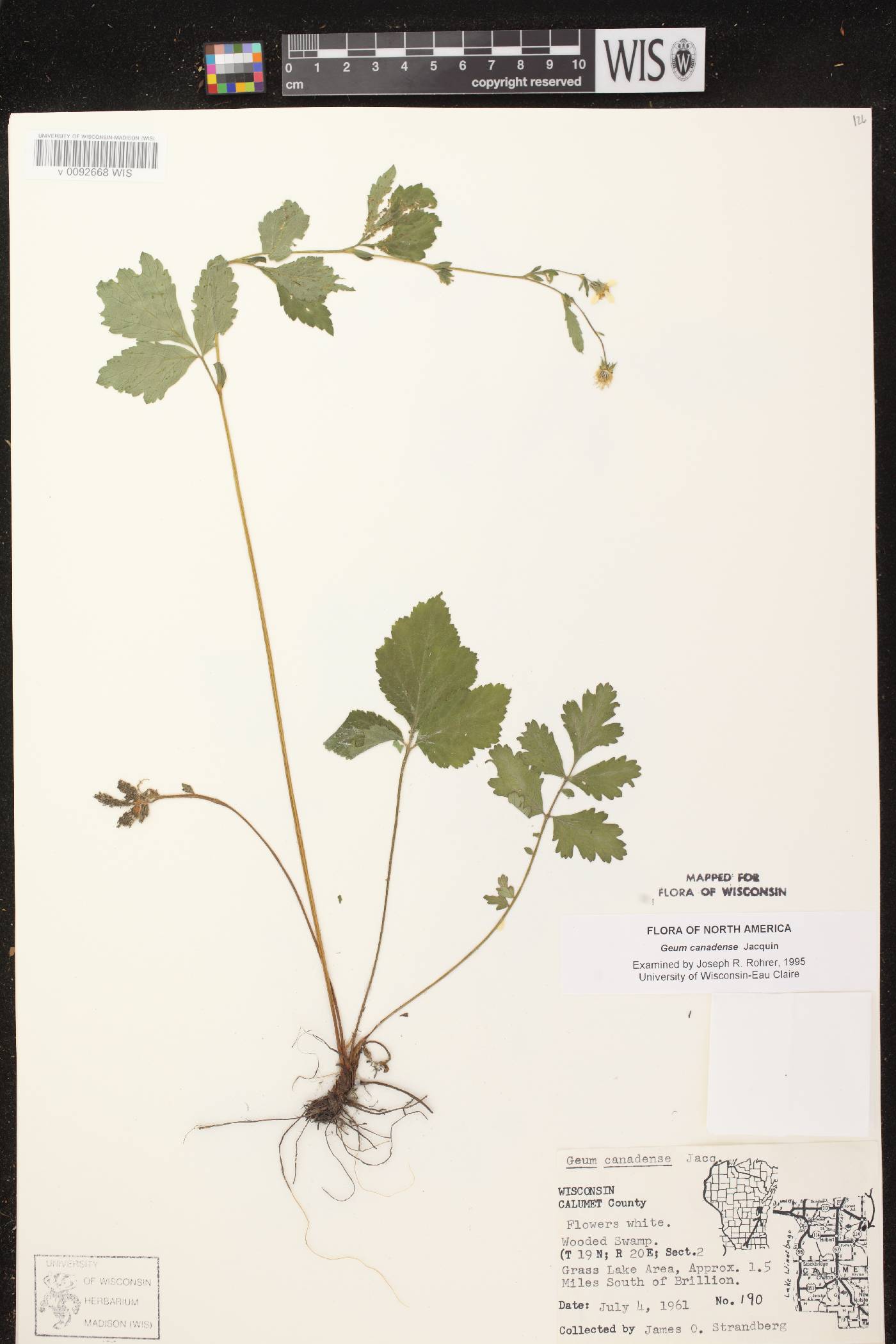 Geum canadense image