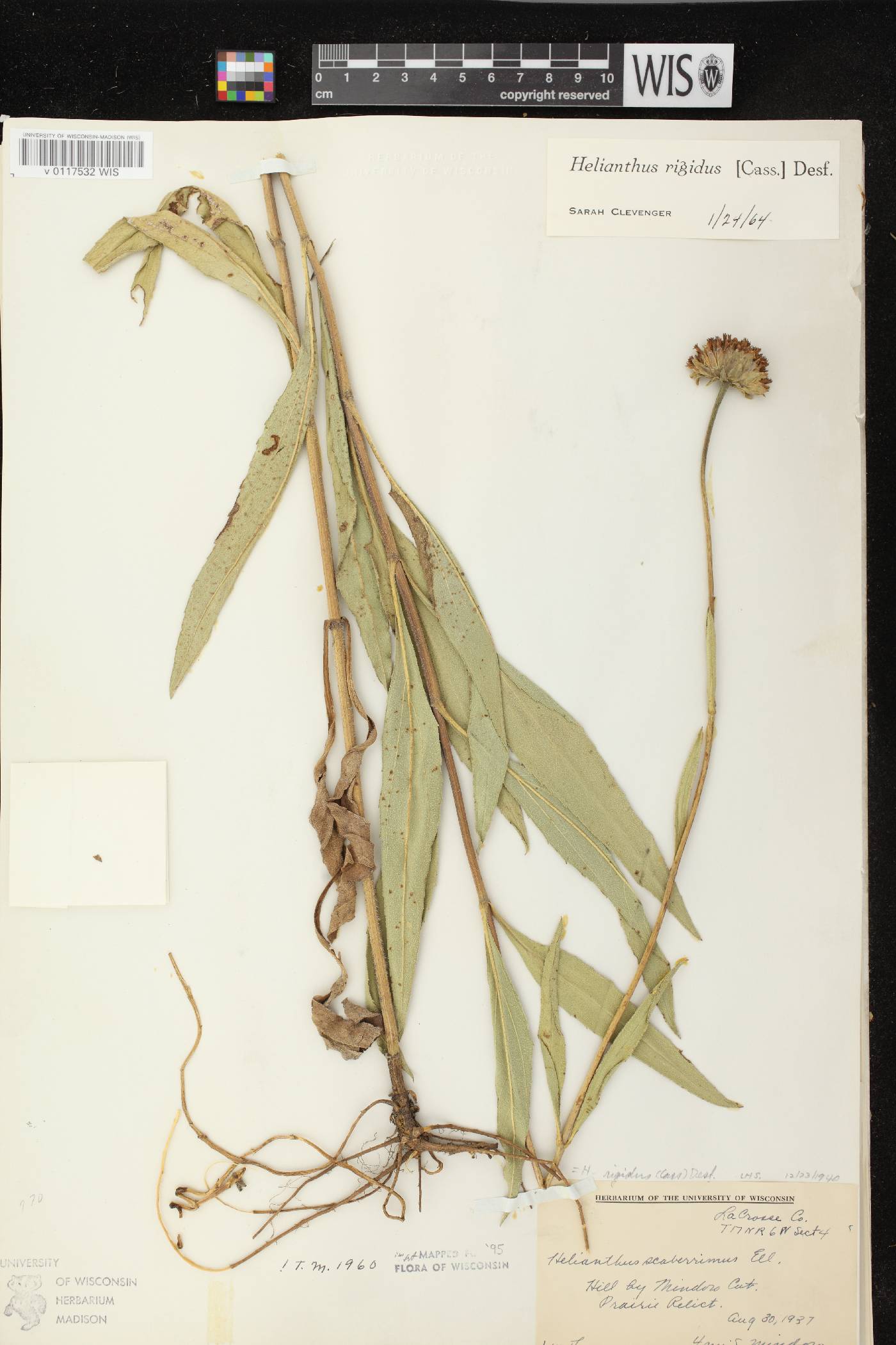 Helianthus pauciflorus subsp. pauciflorus image