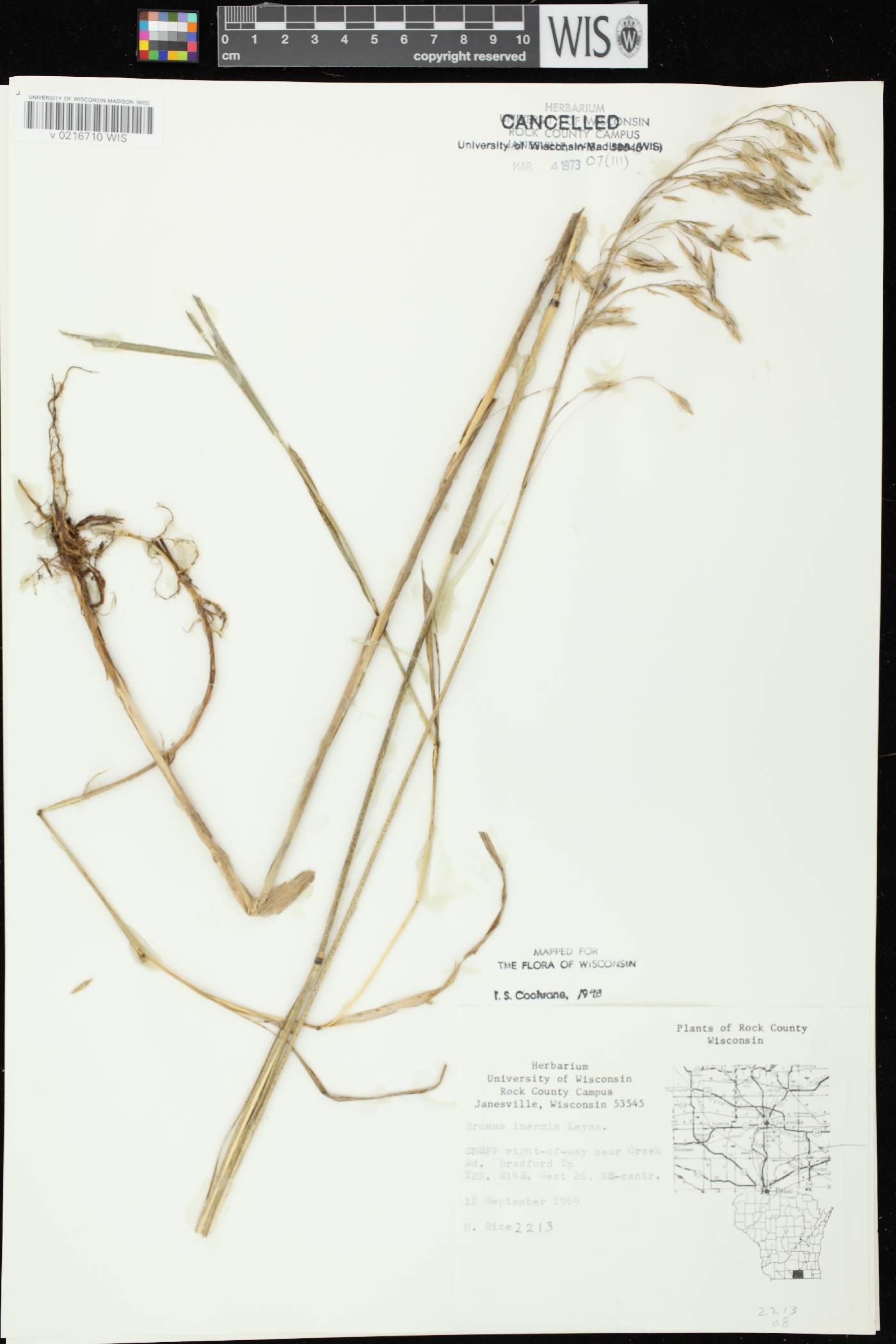 Bromus inermis image