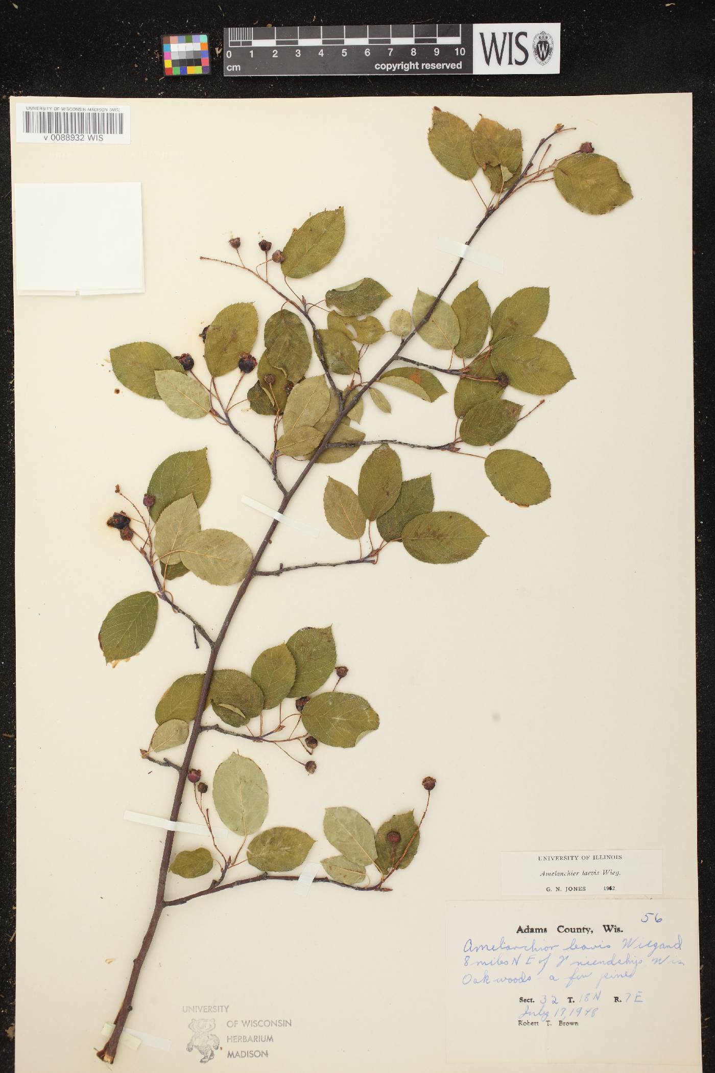 Amelanchier laevis image