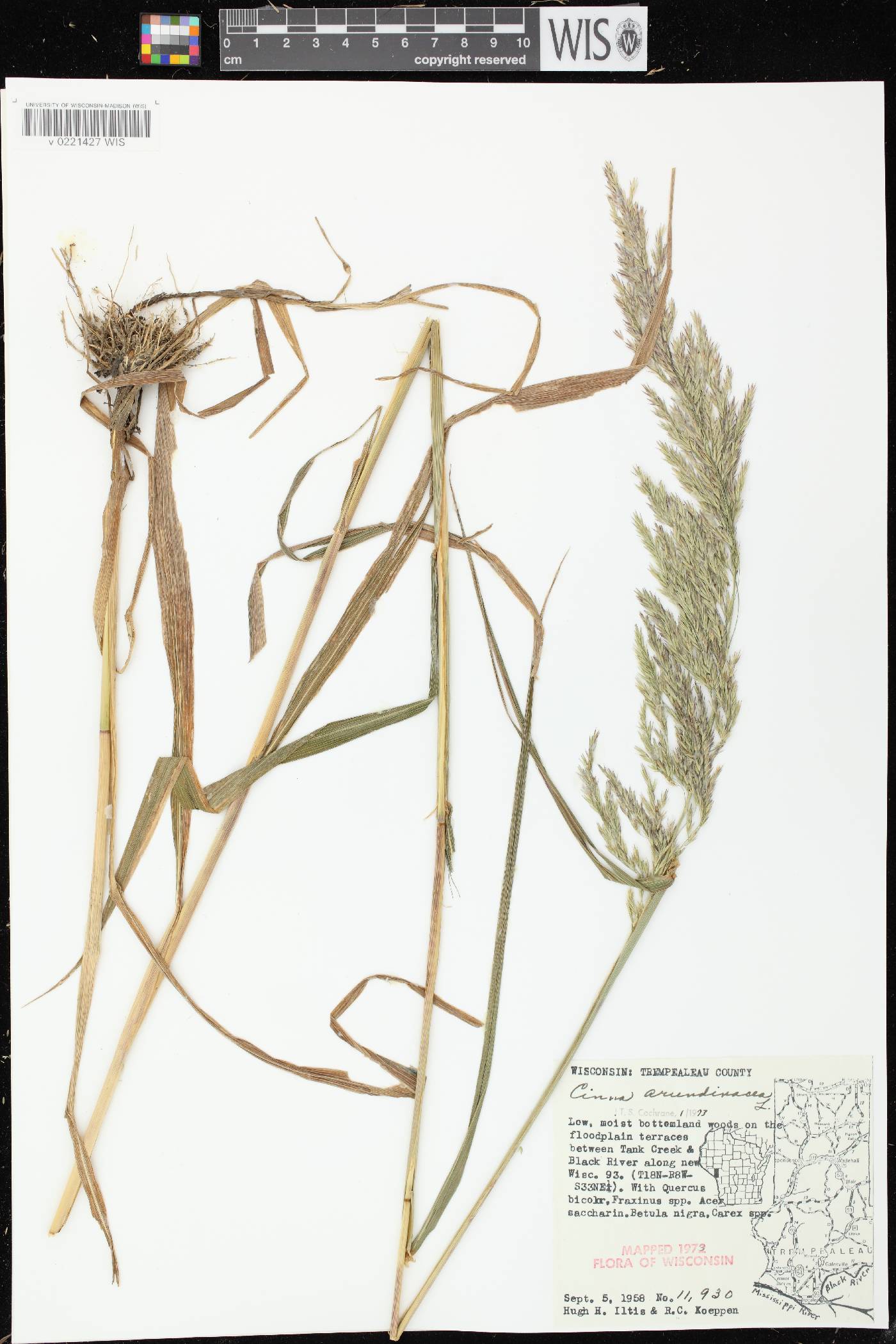 Cinna arundinacea image