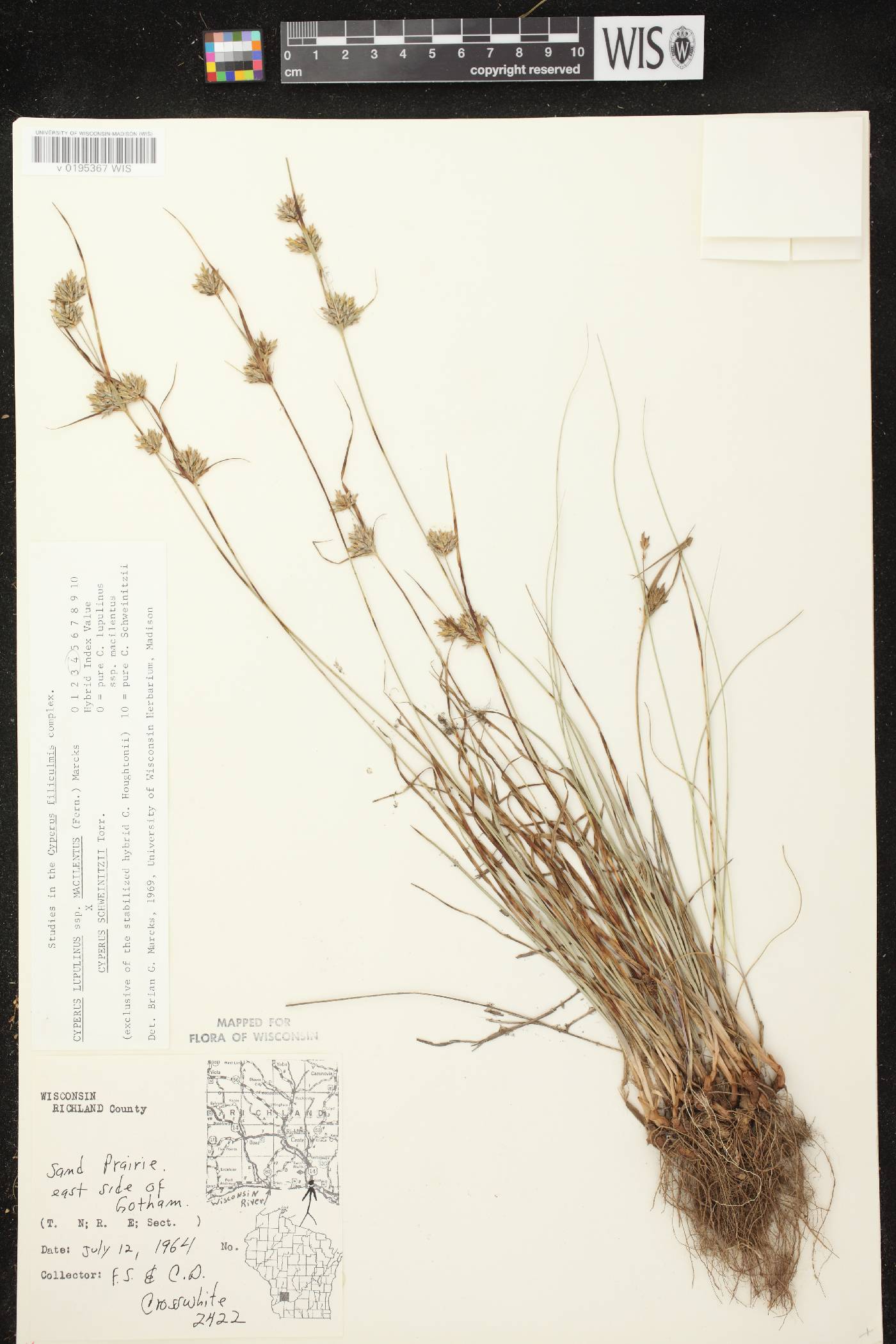 Cyperus lupulinus image