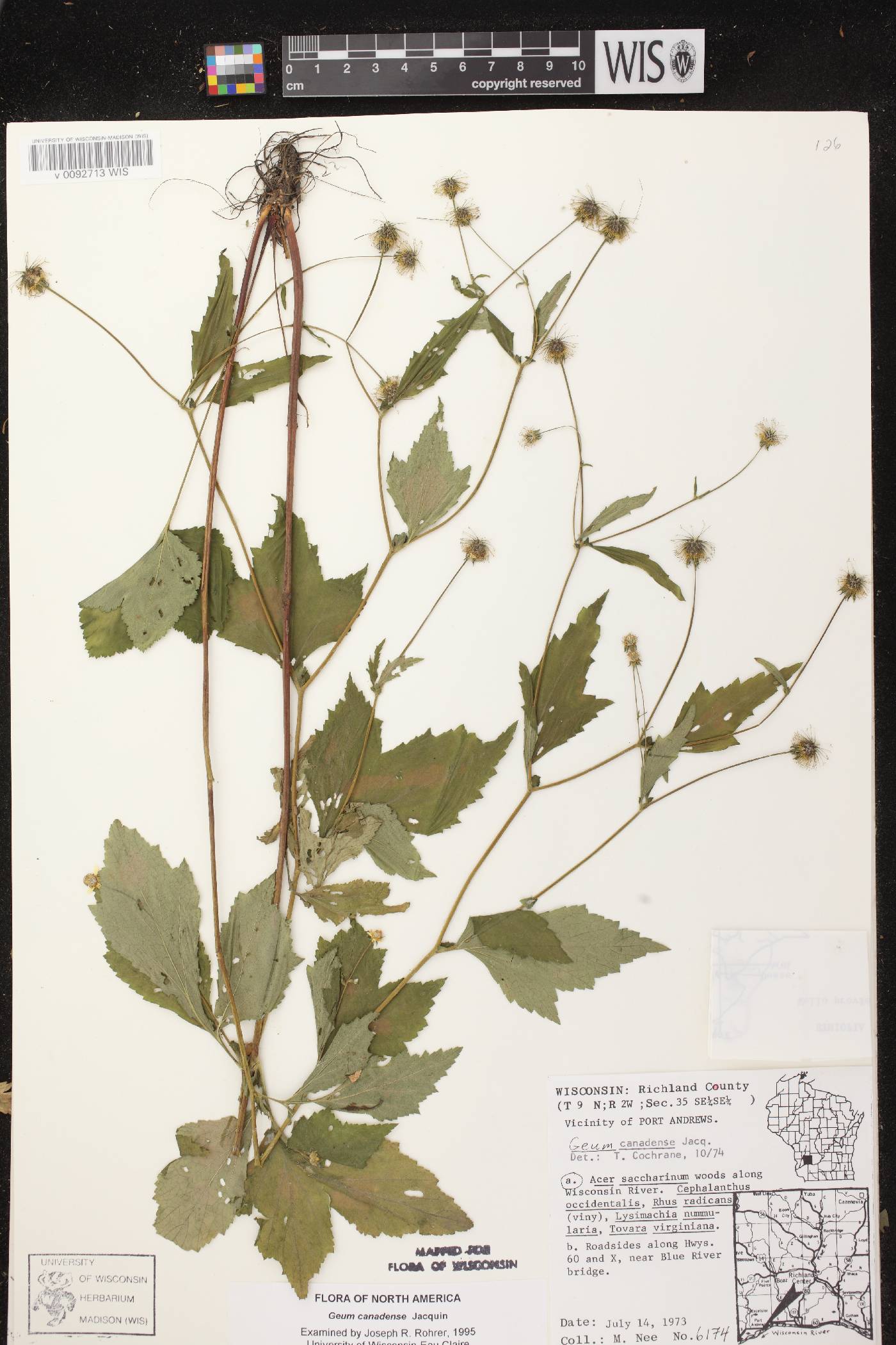 Geum canadense image