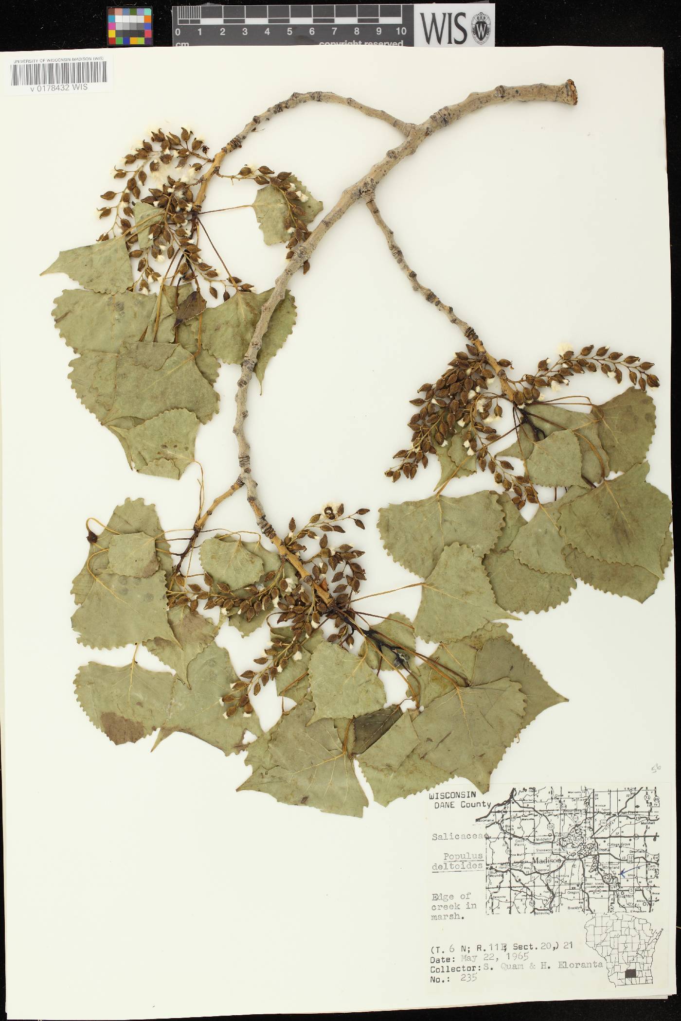 Populus deltoides subsp. monilifera image