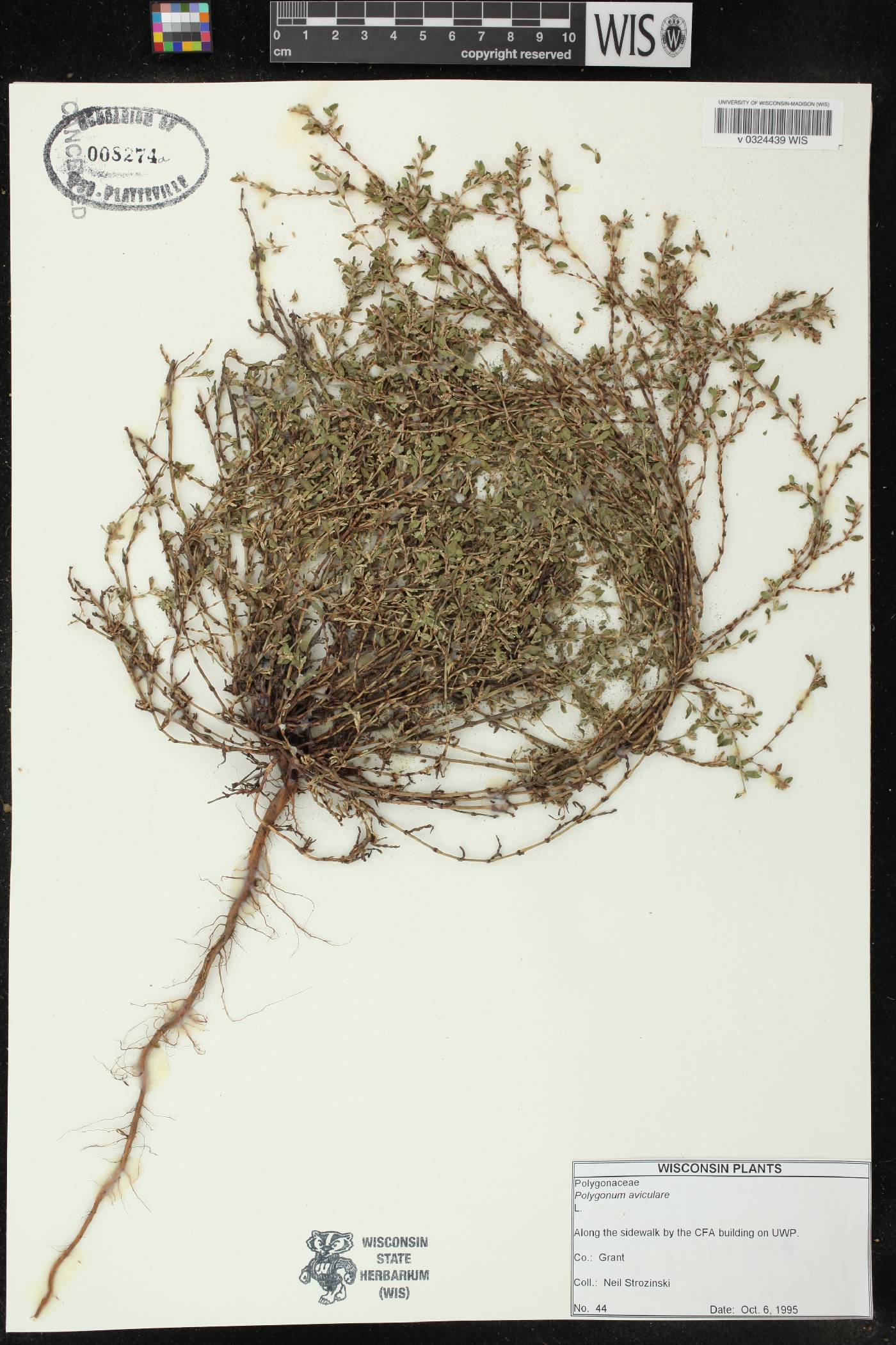 Polygonum aviculare image