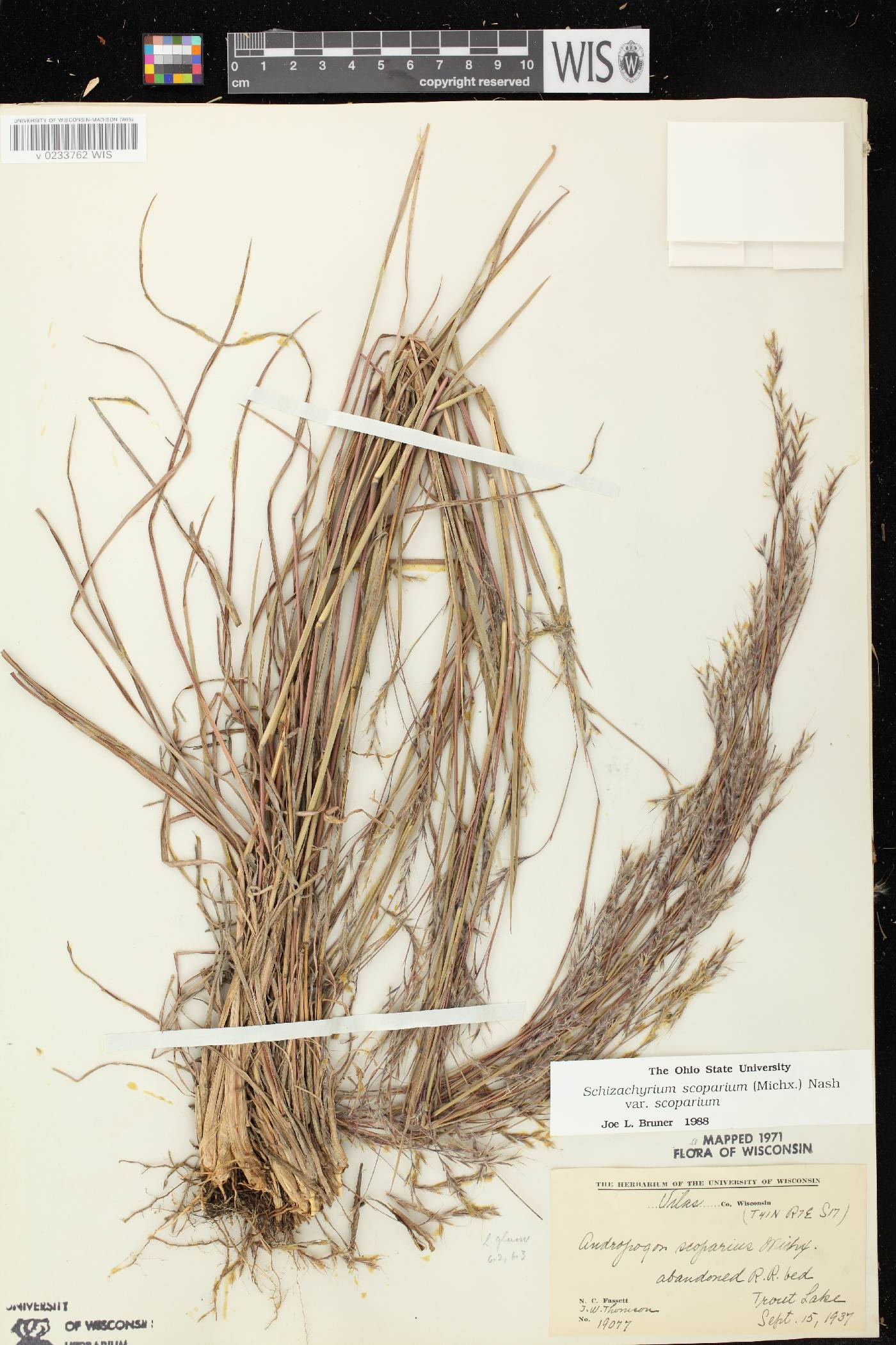 Schizachyrium scoparium var. scoparium image