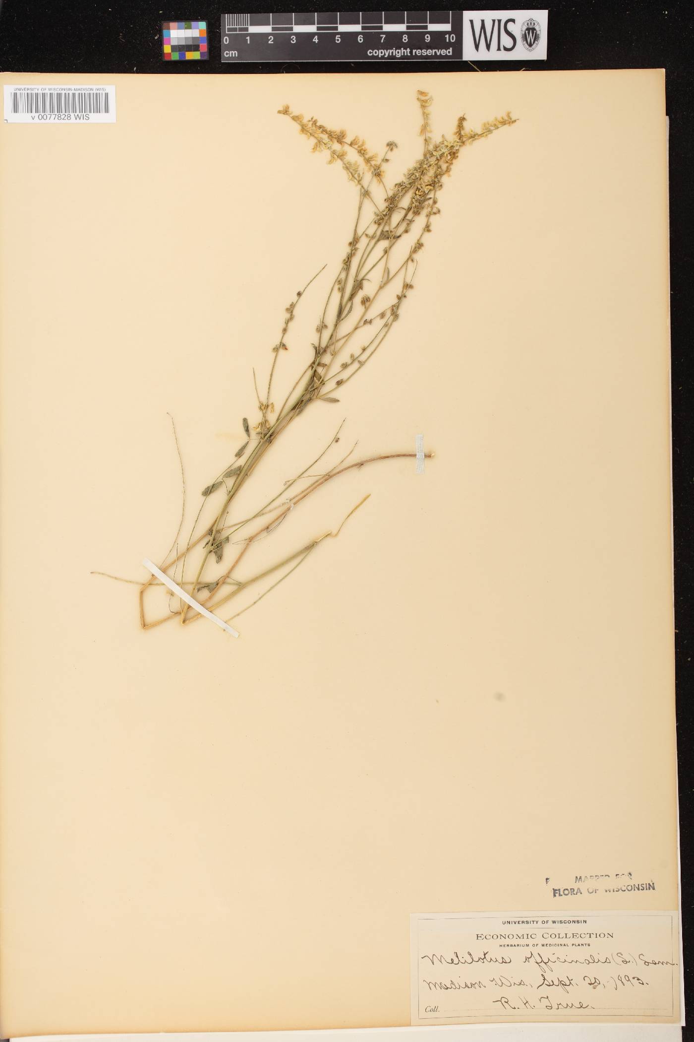 Melilotus officinalis image