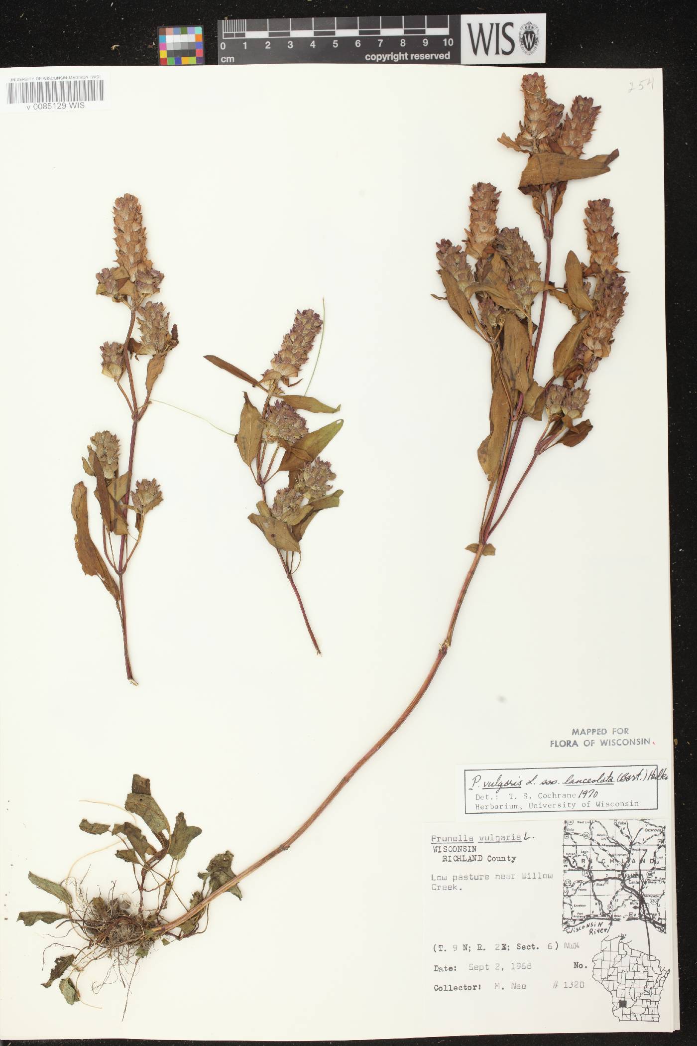 Prunella vulgaris image