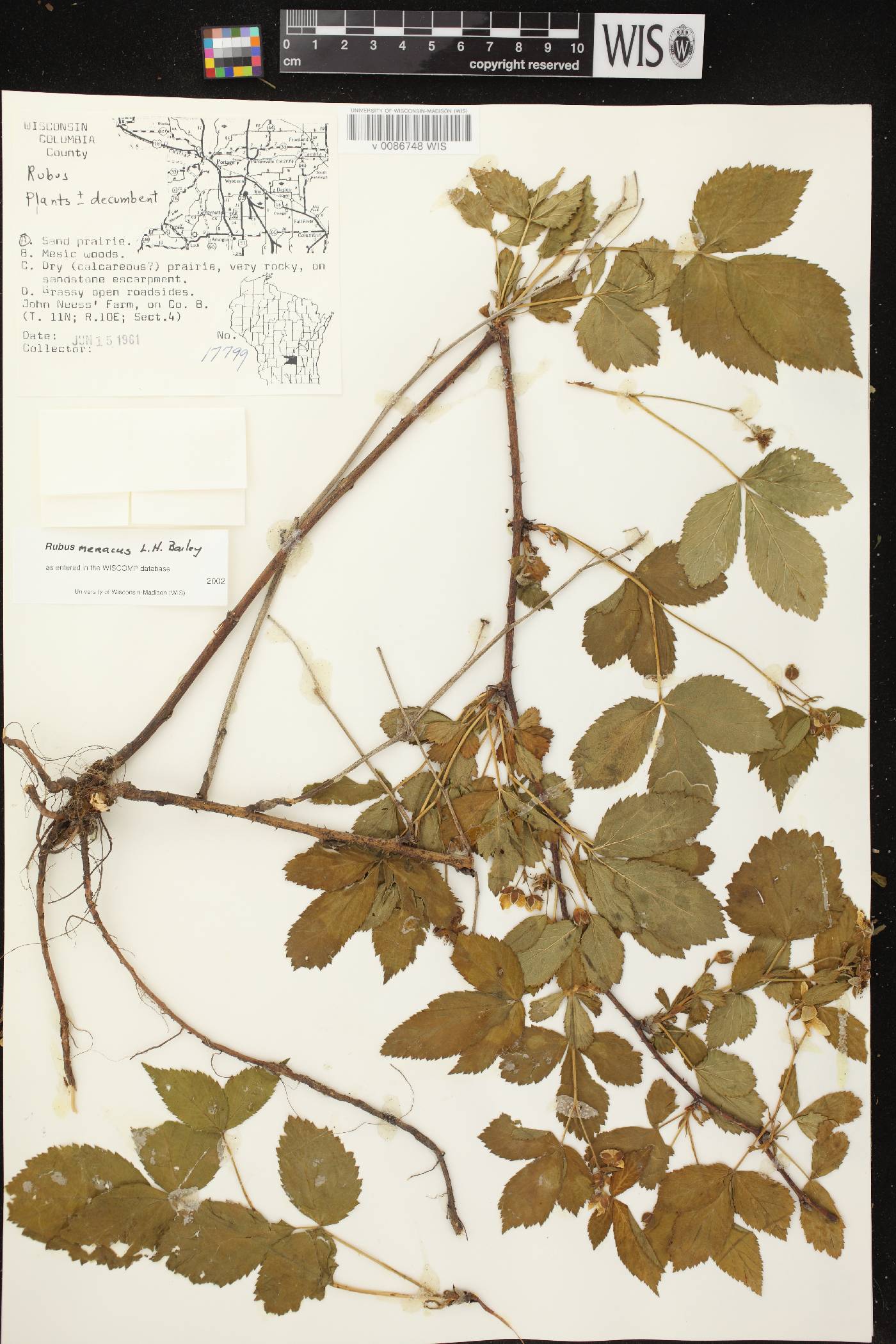 Rubus flagellaris image