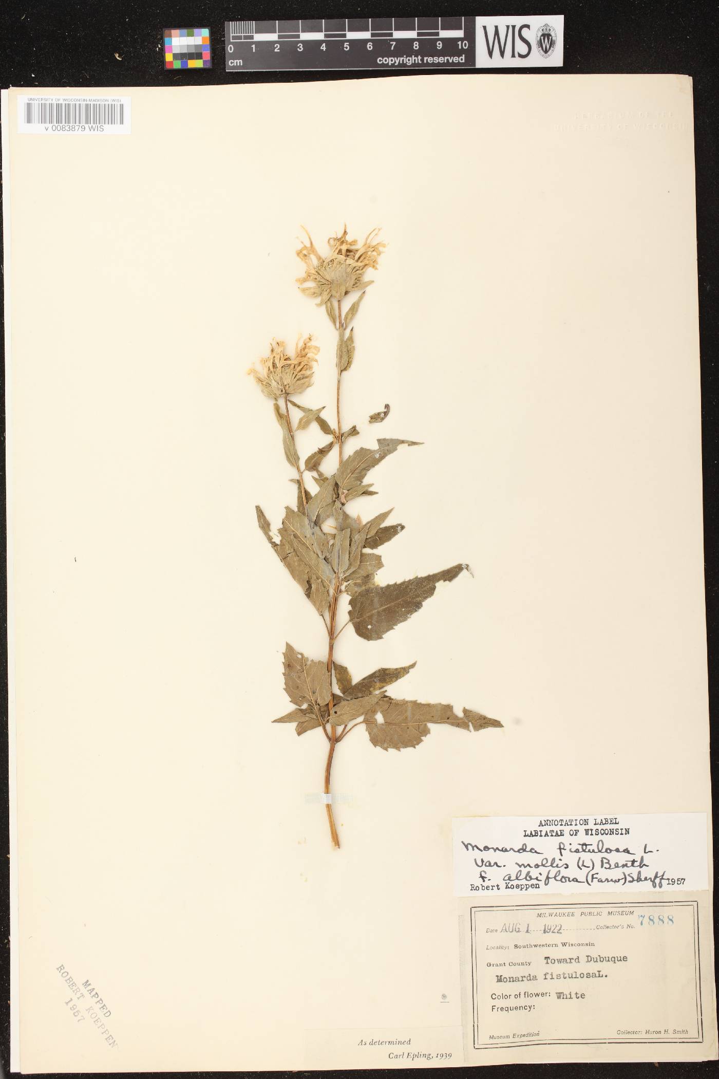 Monarda fistulosa subsp. fistulosa image