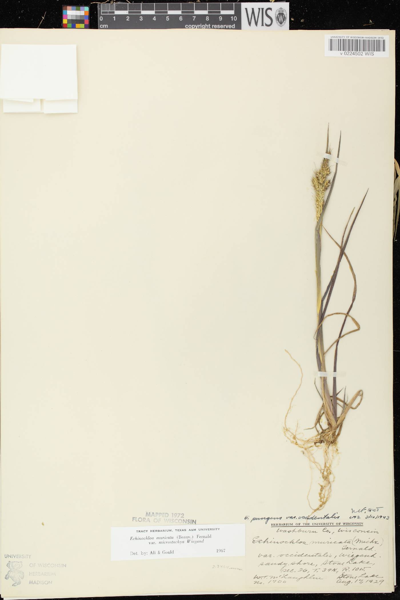 Echinochloa muricata var. microstachya image