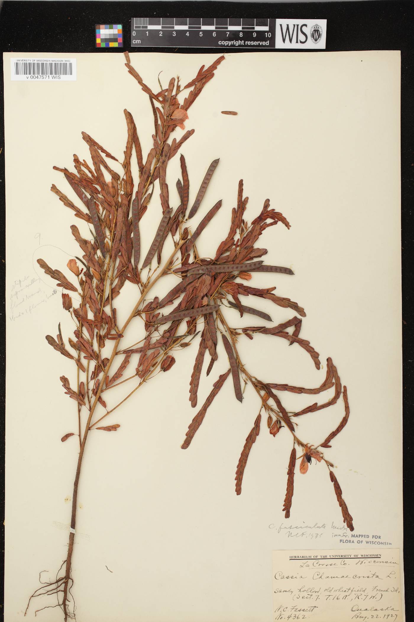 Chamaecrista fasciculata image