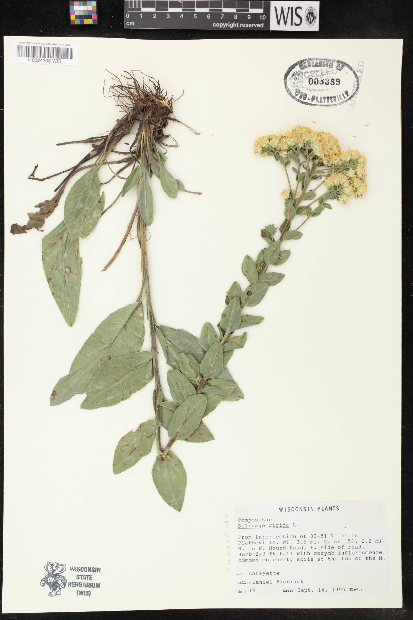 Solidago rigida image