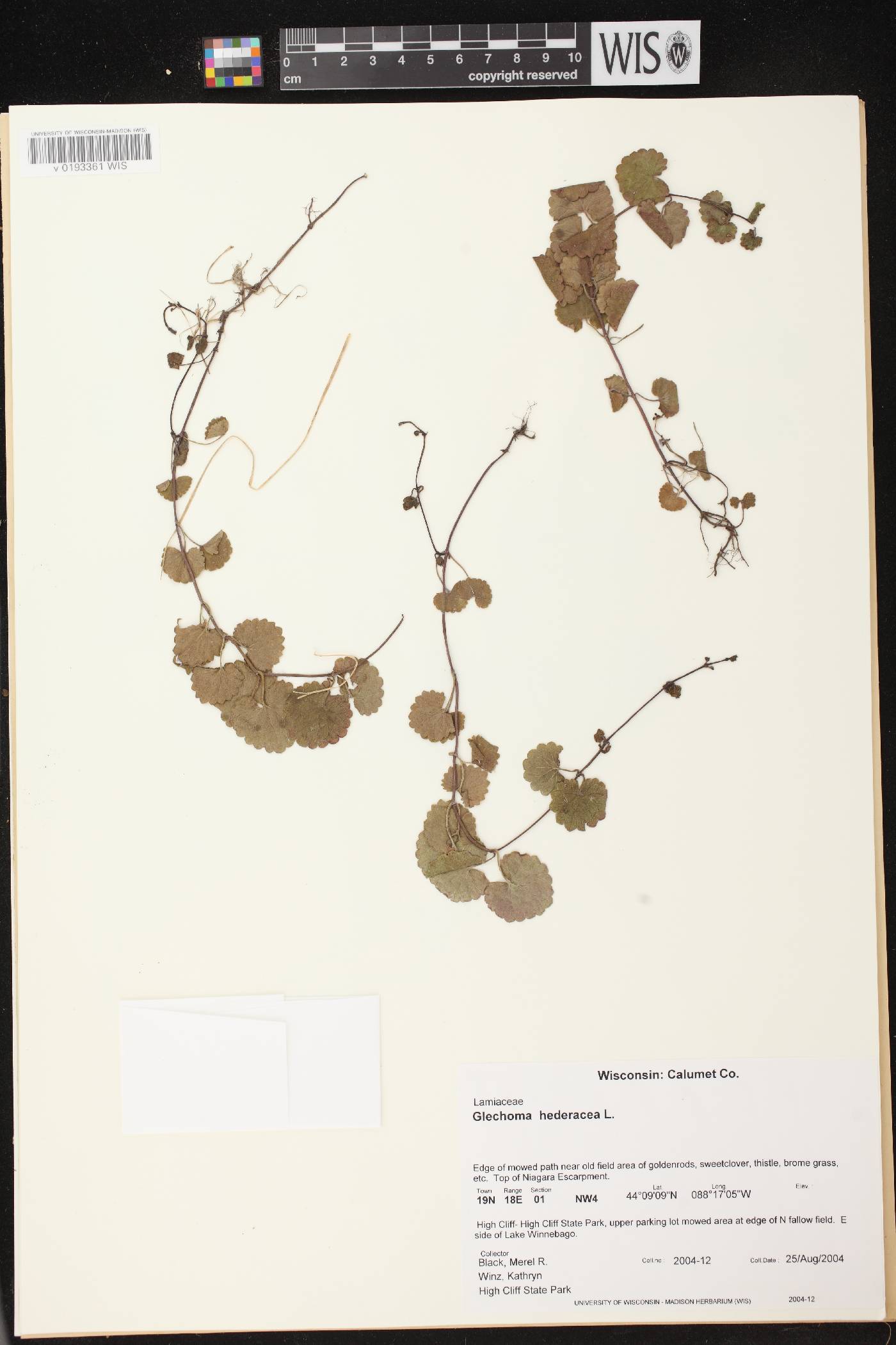 Glechoma hederacea image