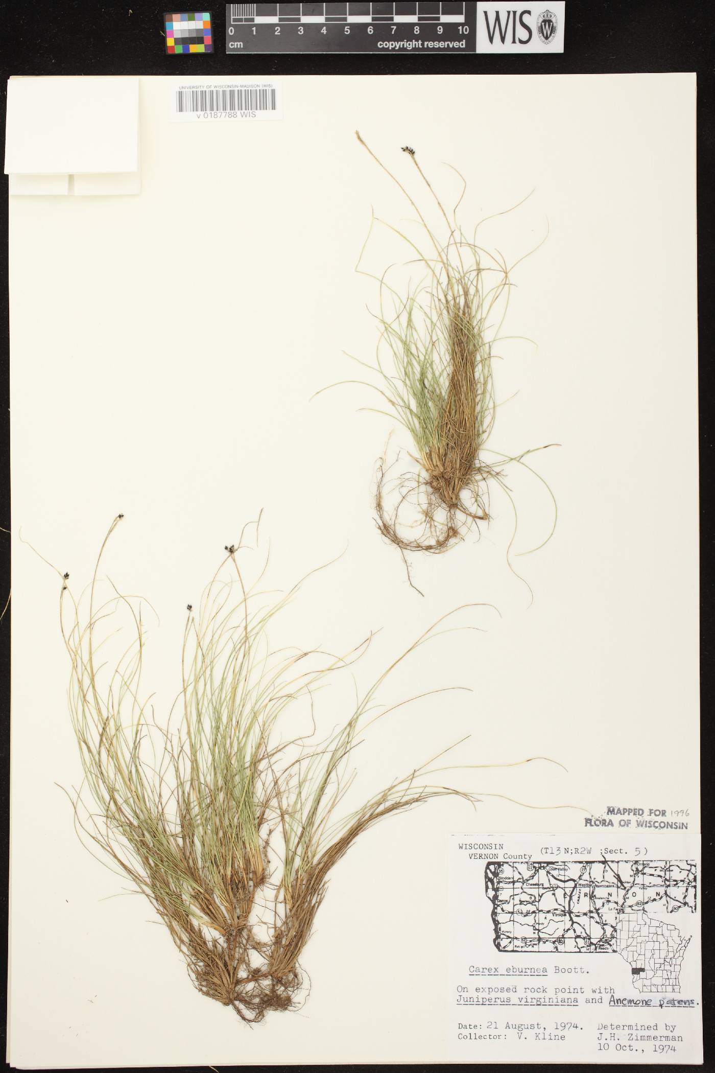 Carex eburnea image