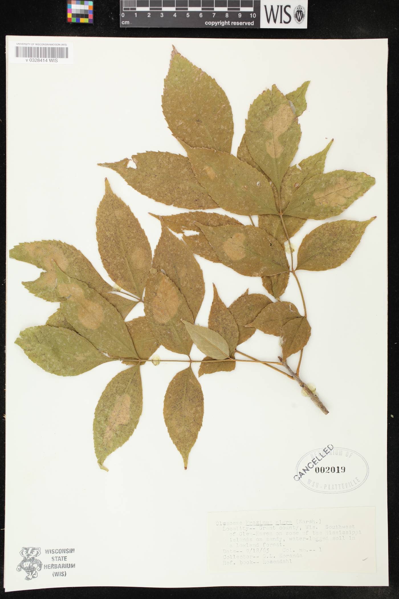 Fraxinus nigra image