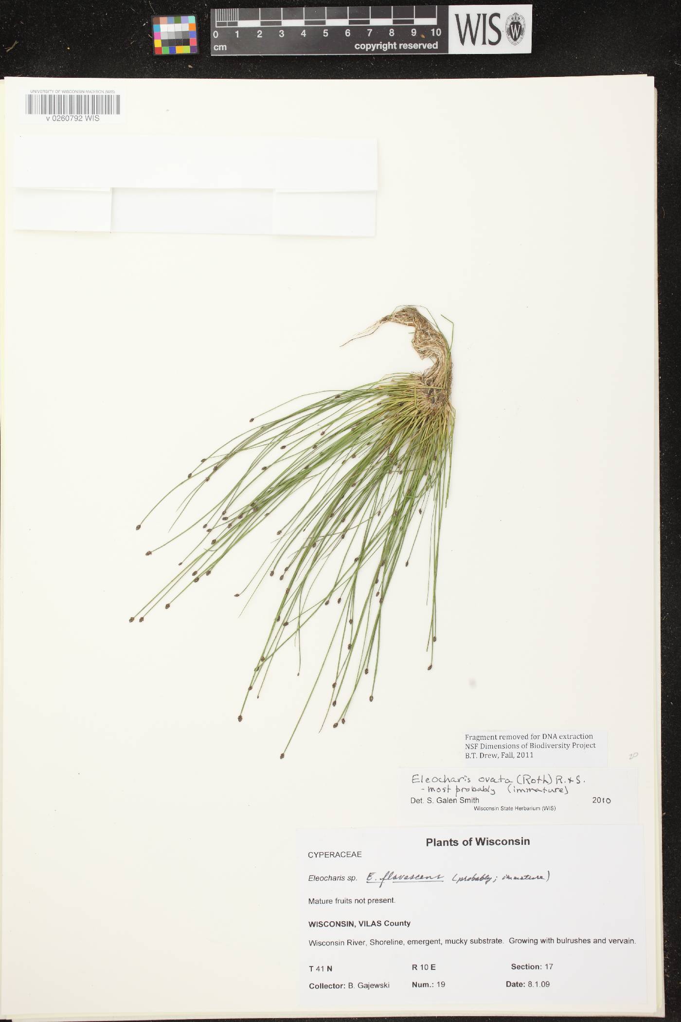 Eleocharis ovata image