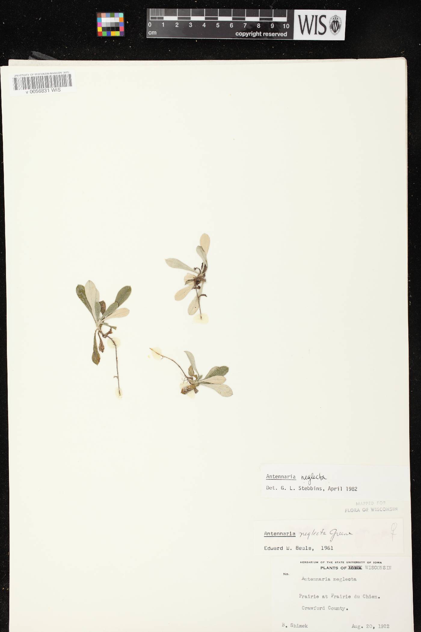 Antennaria neglecta image