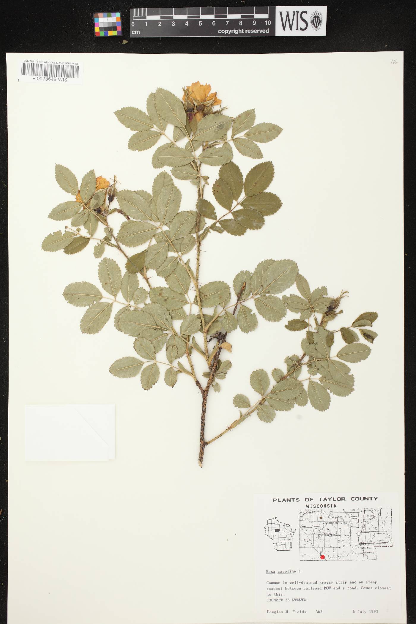 Rosa carolina image