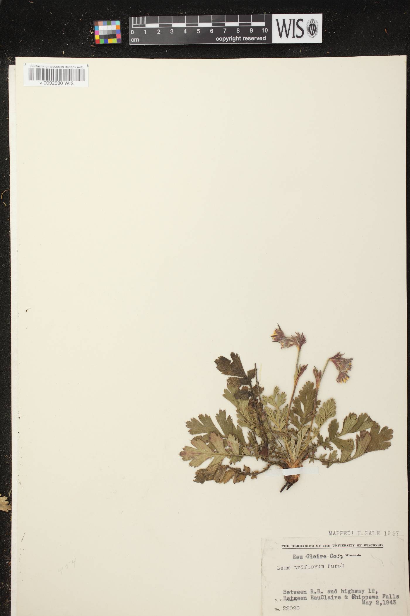 Geum triflorum var. triflorum image