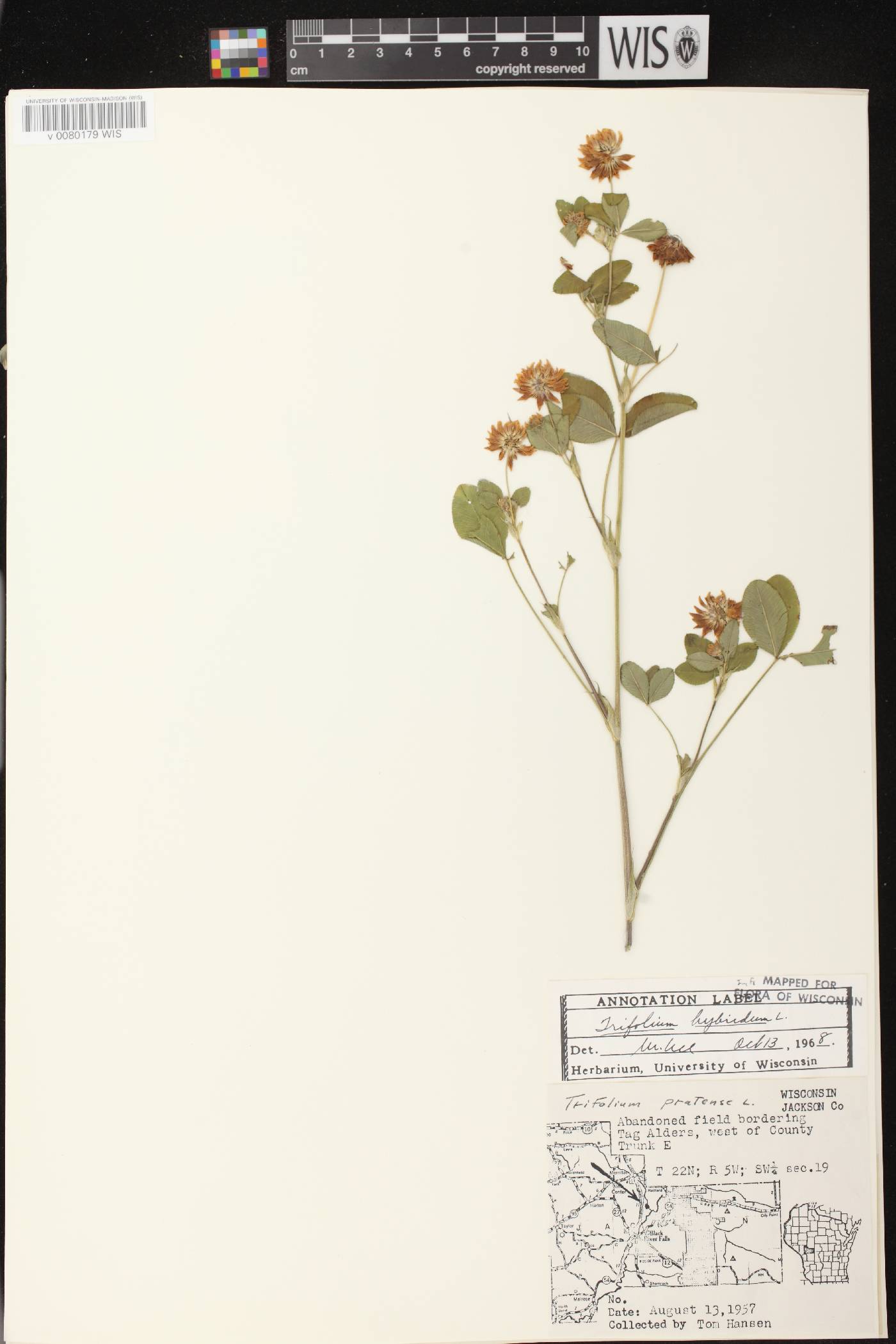 Trifolium hybridum image