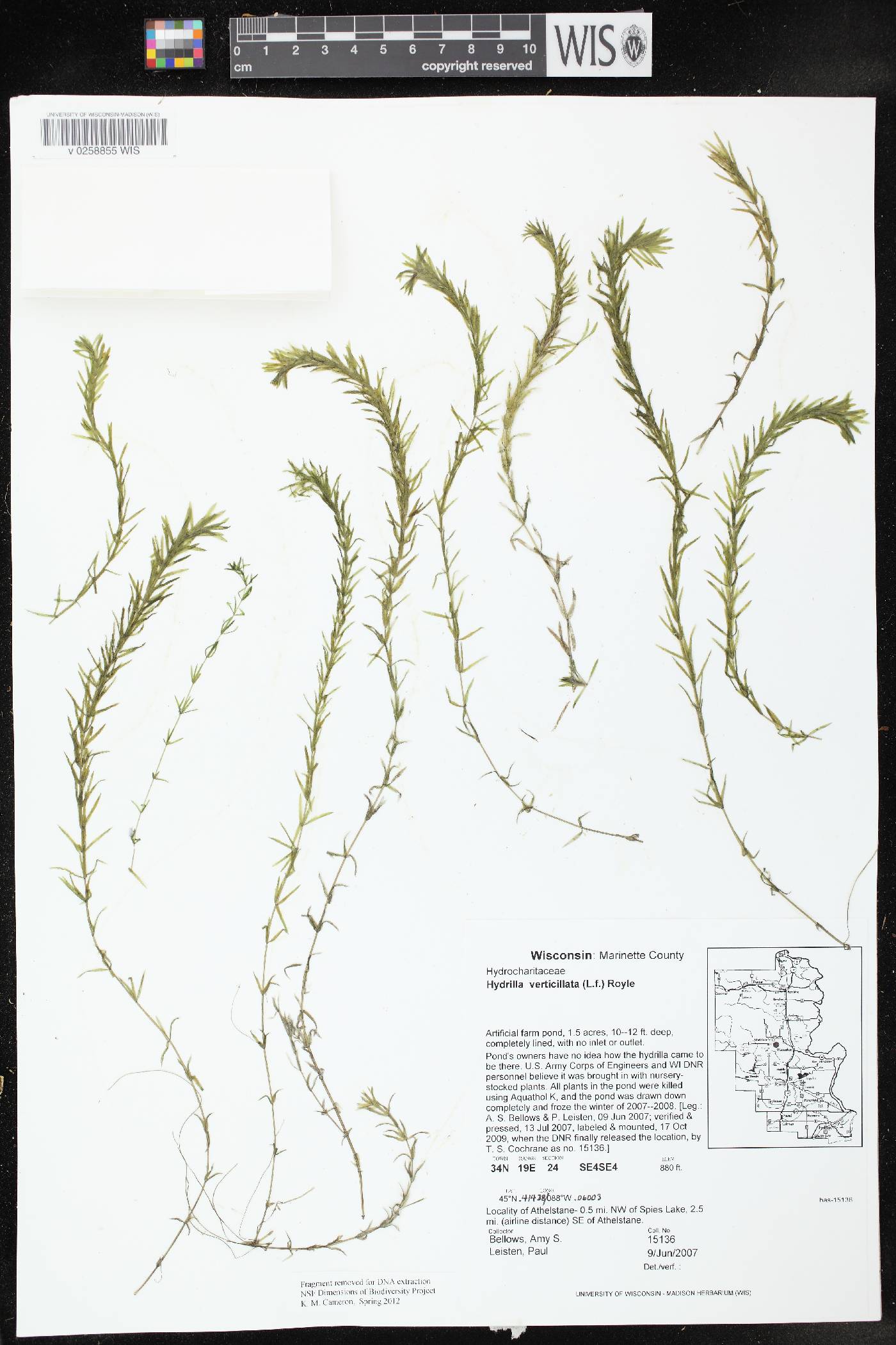 Hydrilla verticillata image