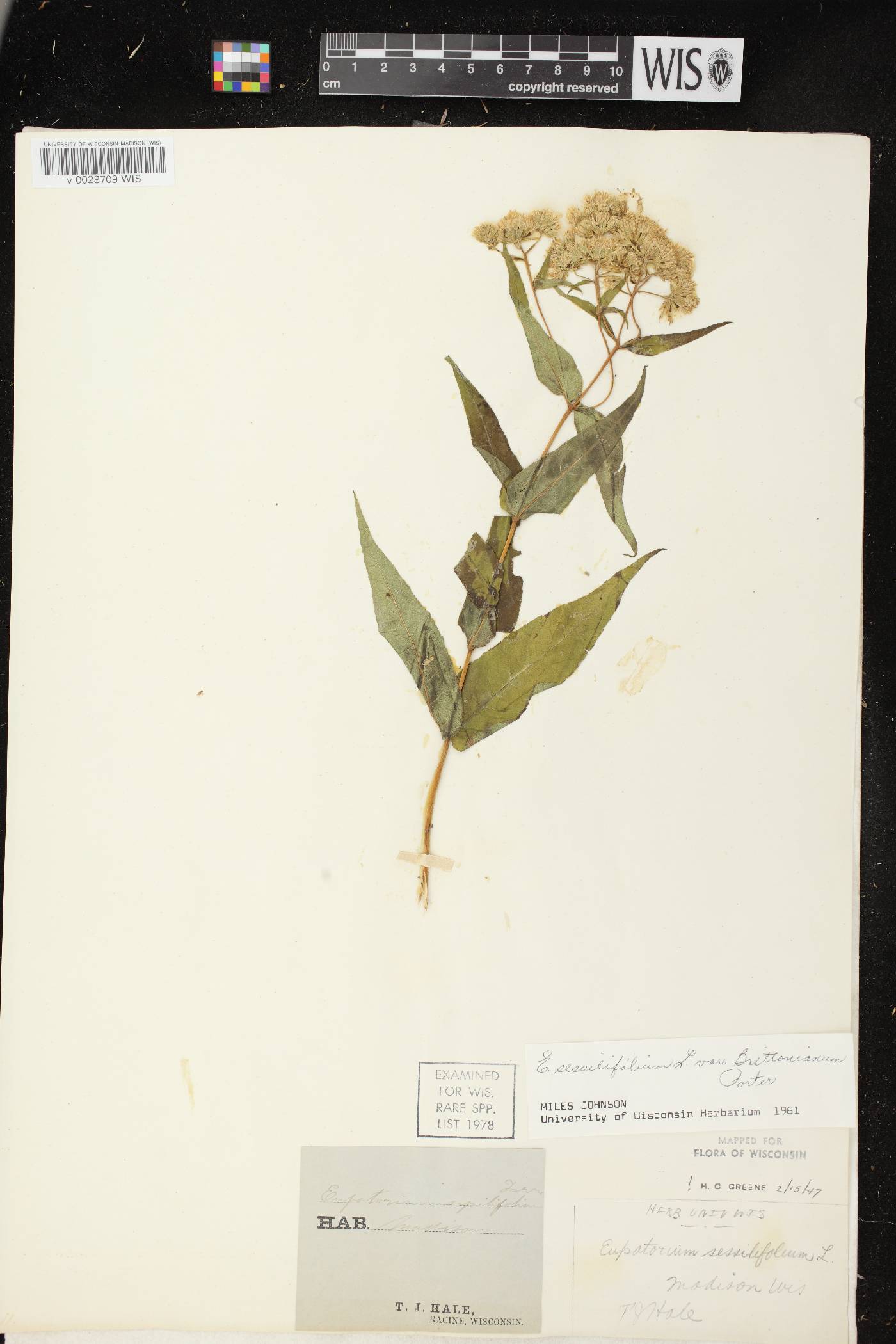 Eupatorium sessilifolium image